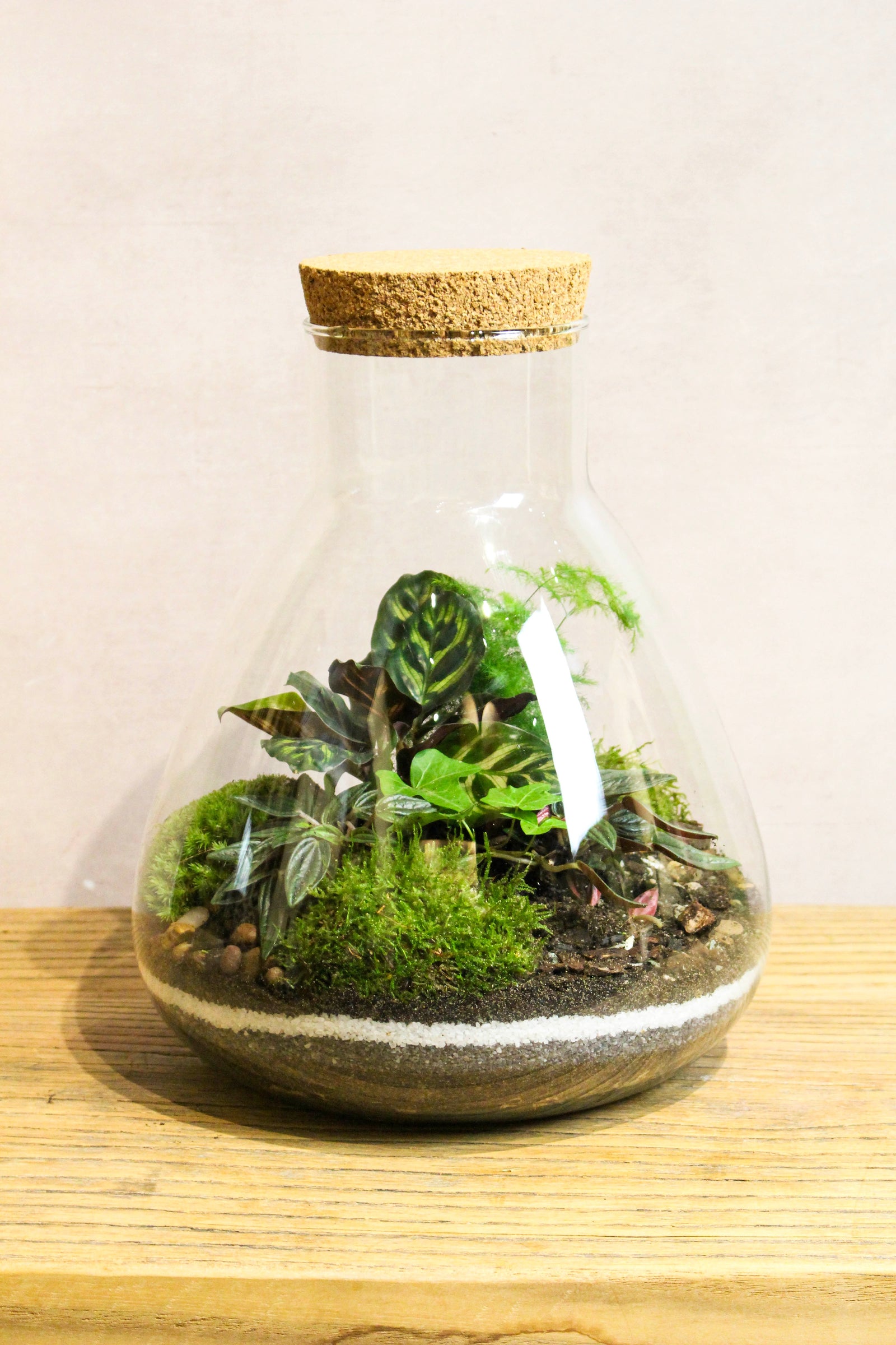 Handmade tropical LAB jar terrarium with layered mosses and ferns