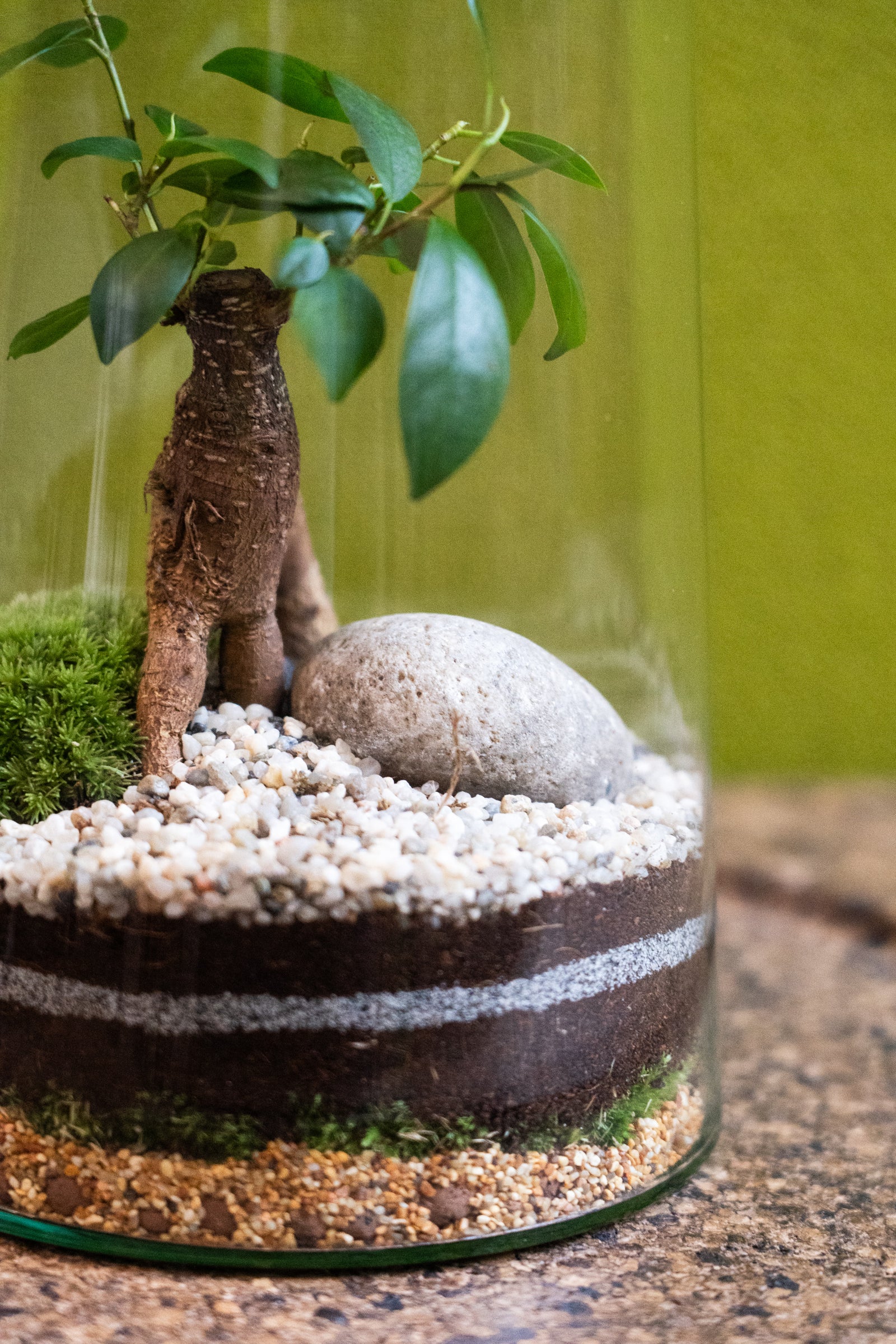 Tapered Cylinder Terrarium