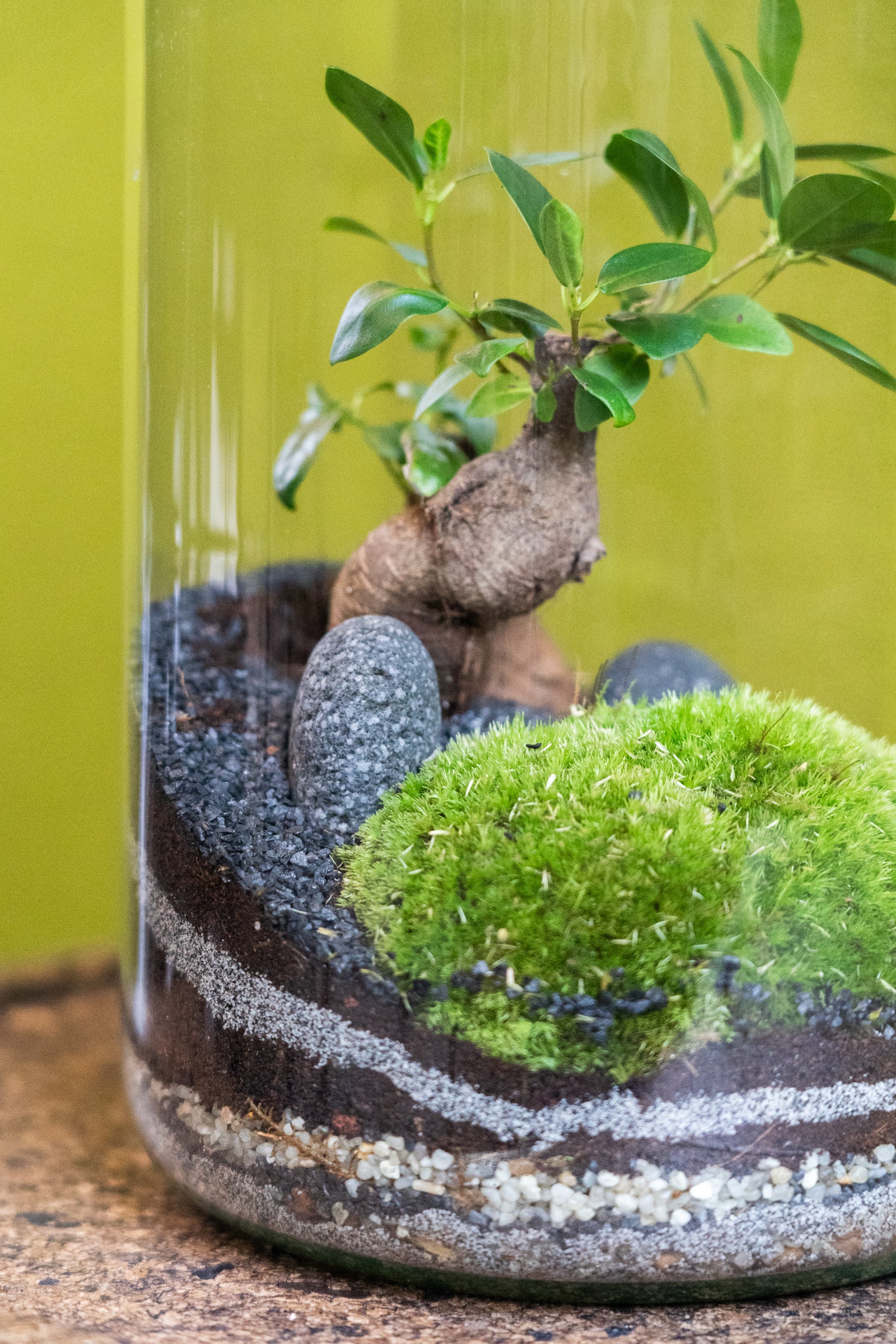 Tall jungle terrarium — another view