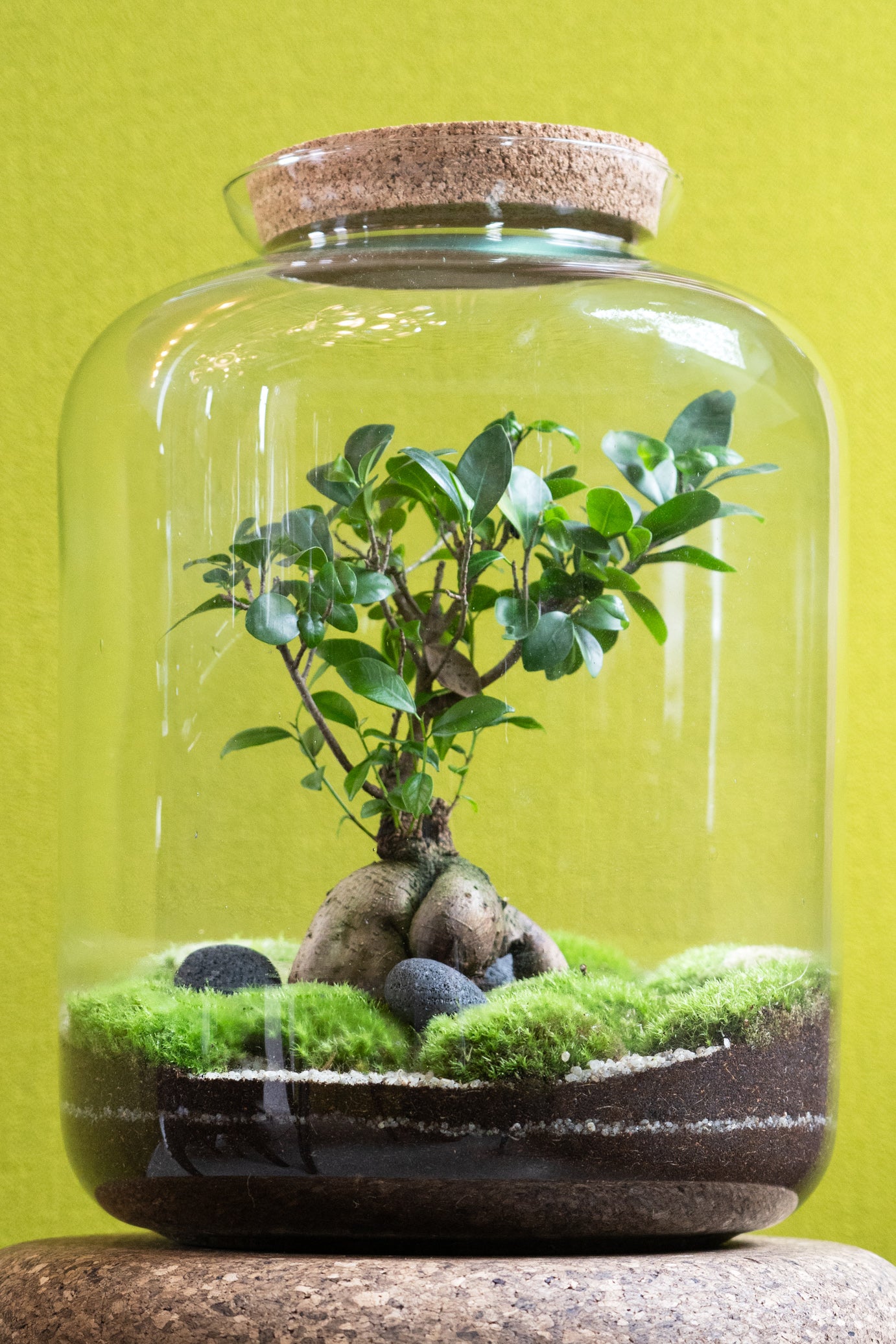 The Grande Terrarium 45cm