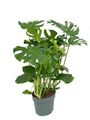 Monstera