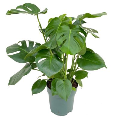 Monstera