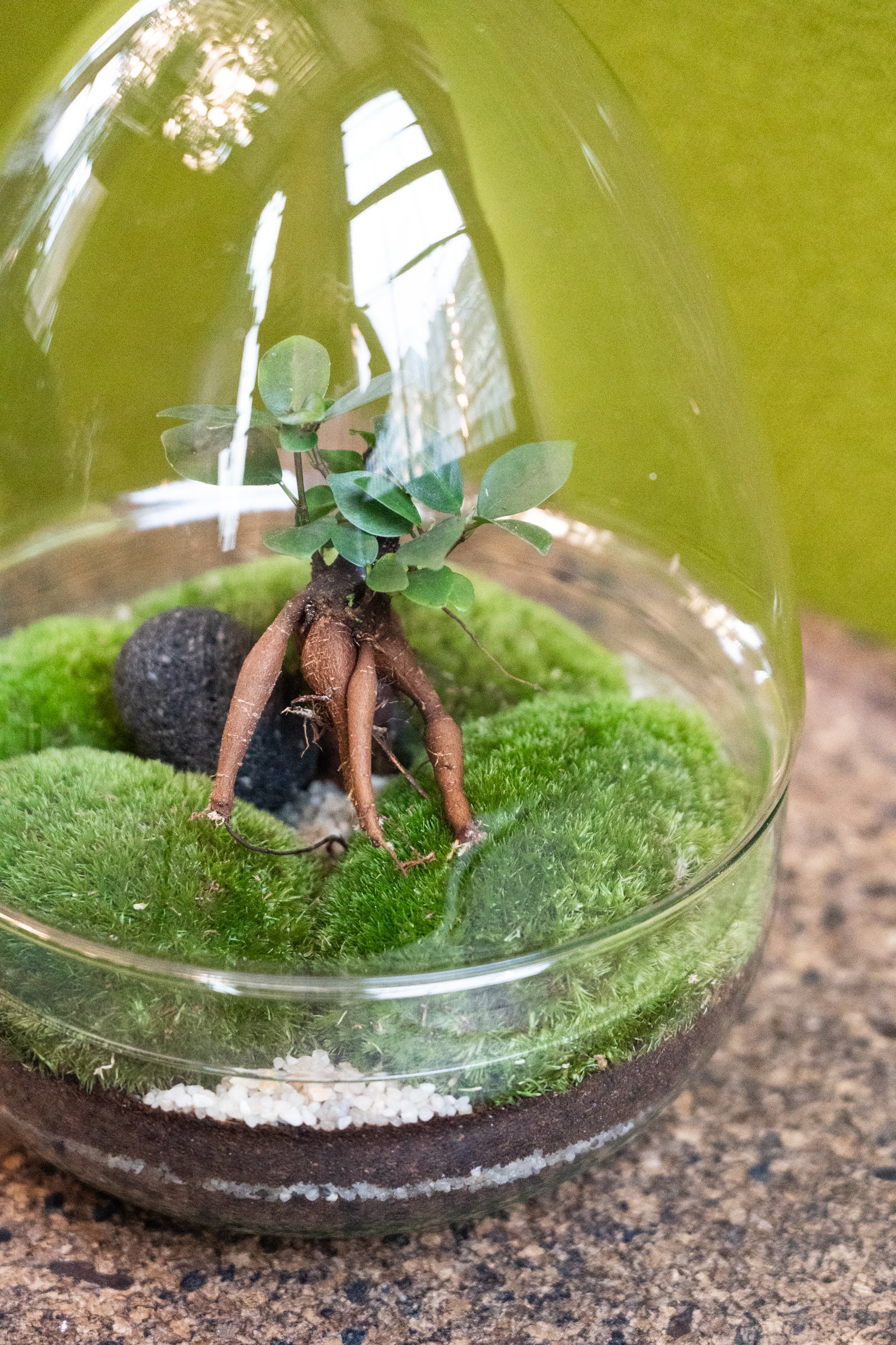 Glass Egg Forest Terrarium - 28cm