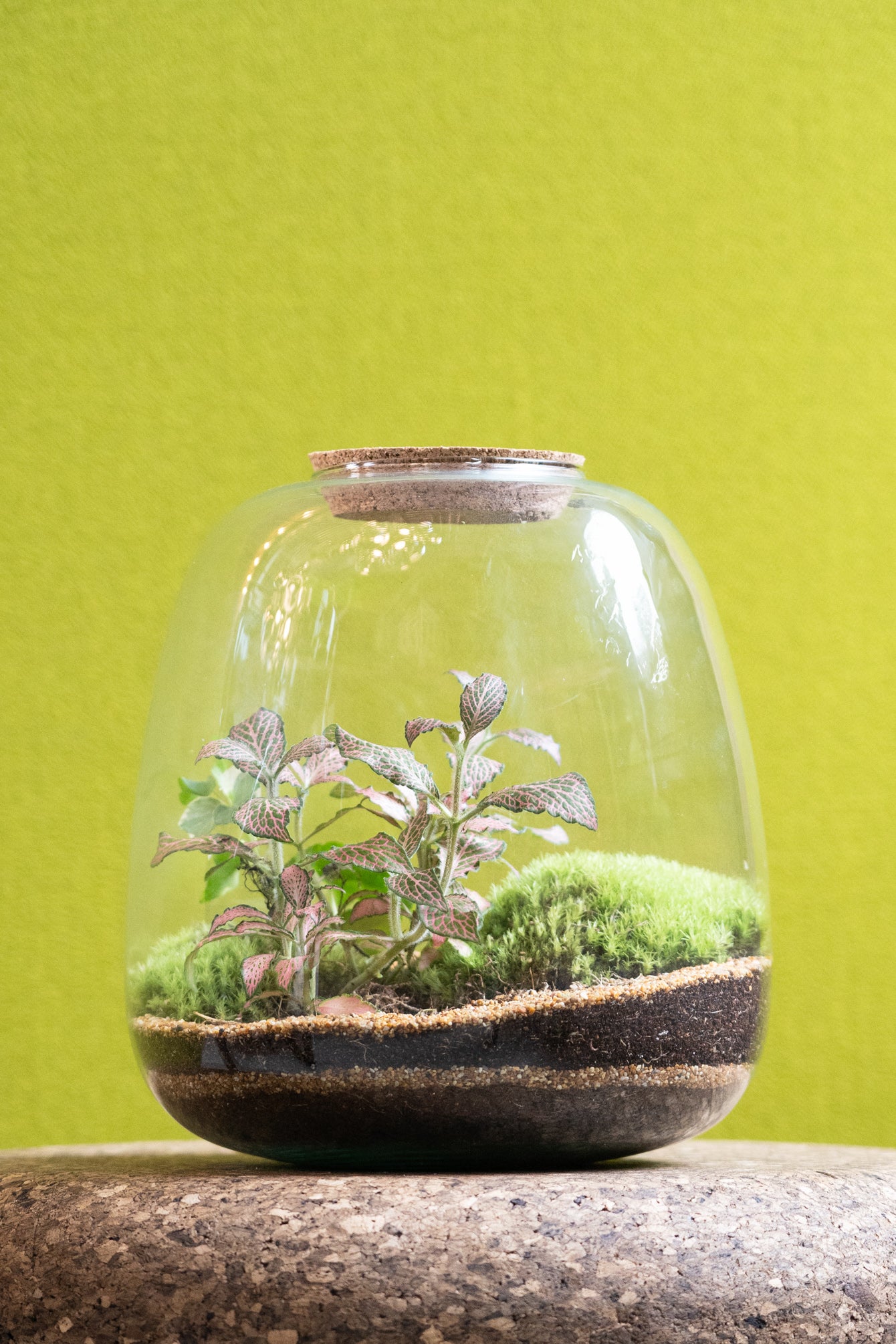 Bell Jar Terrarium Tropical 25x23cm
