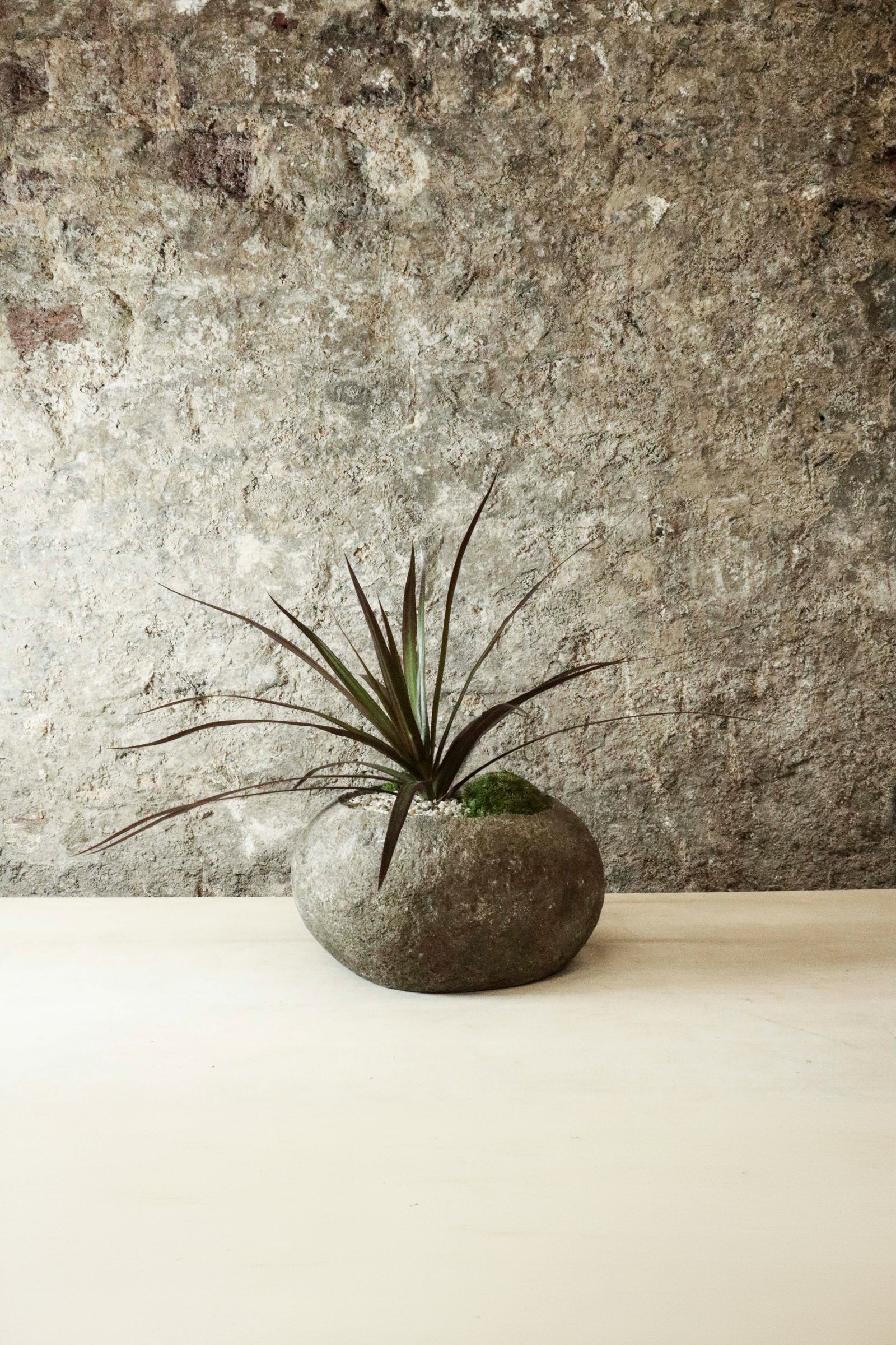 Dracaena Marginata in Indo riverstone planter — another view