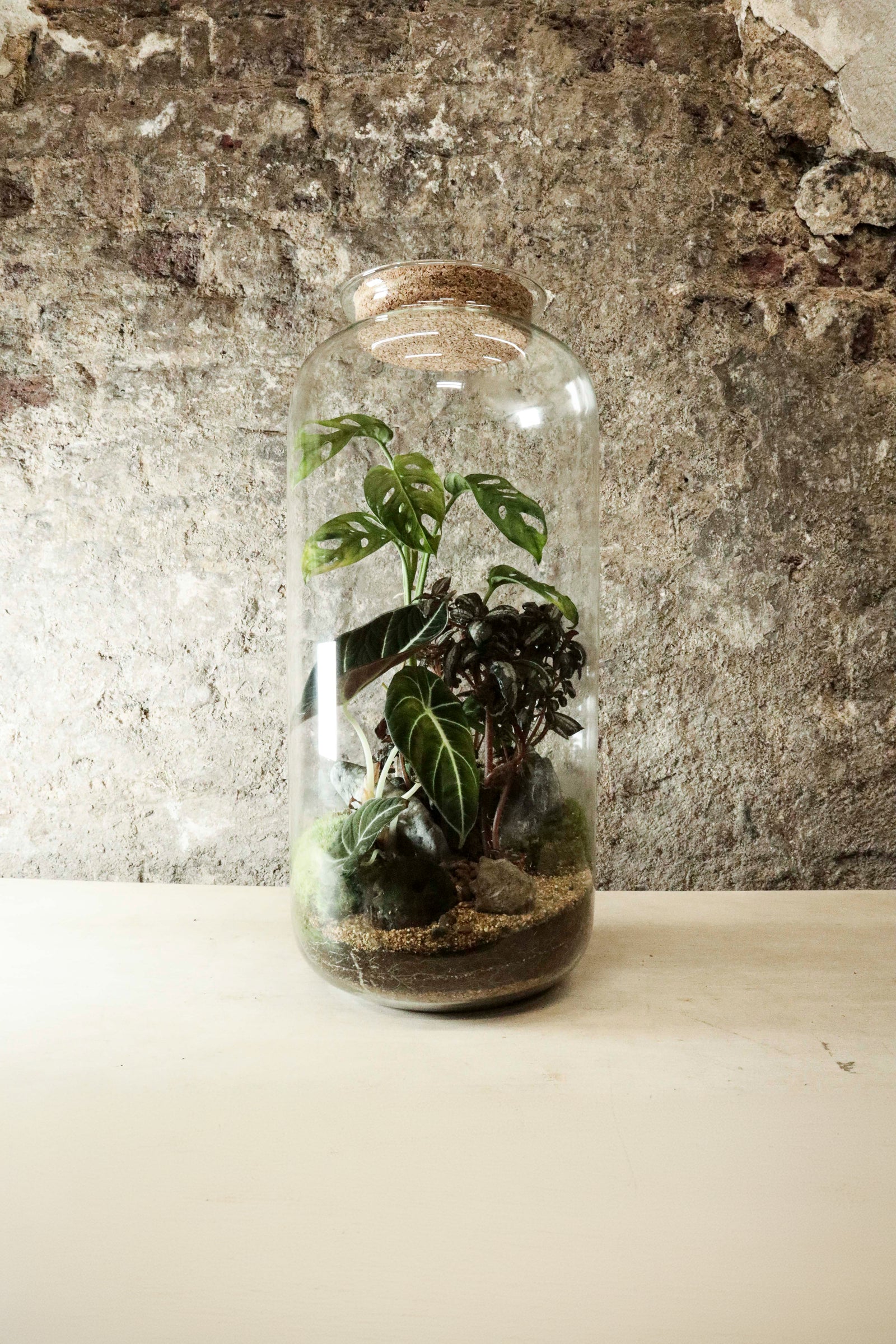 Tall Cork Jar Terrarium 50x23cm FR42