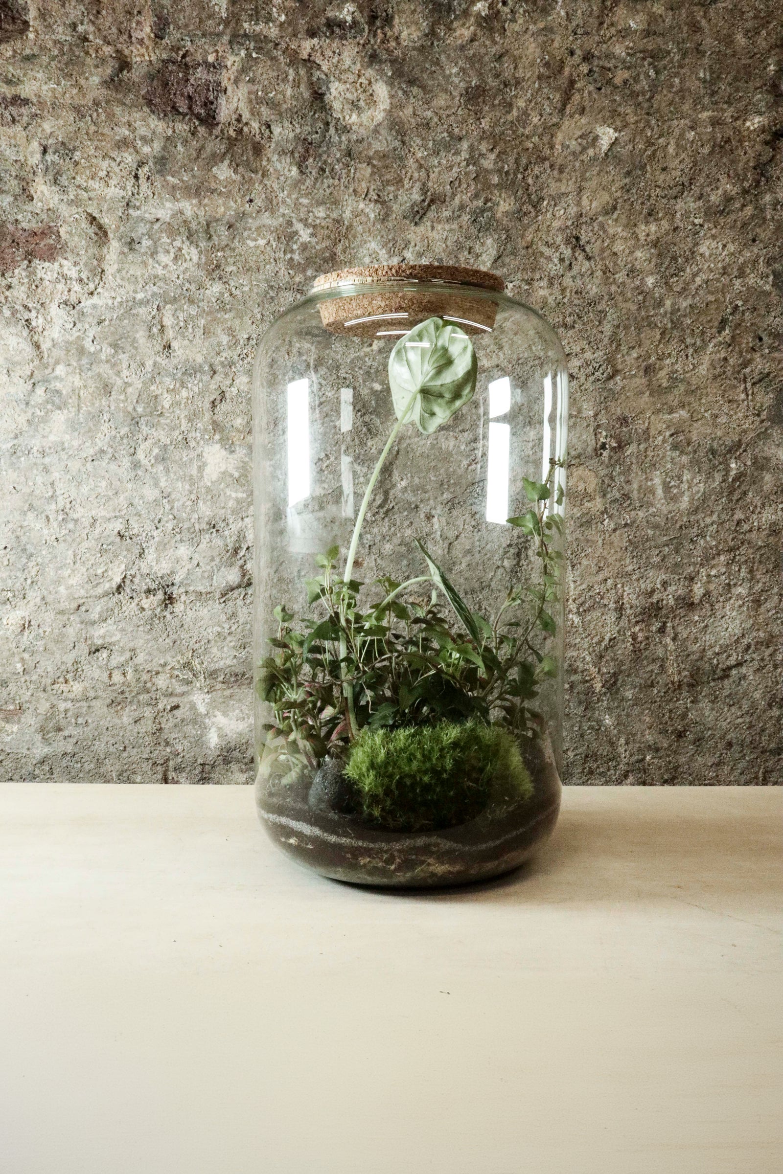 Contemporary Jar Terrarium 40x27cm FR33