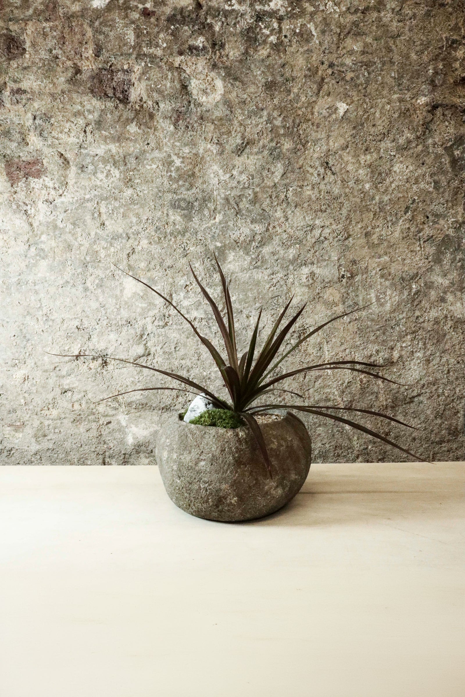 Dracaena Marginata in Indo riverstone planter — side view