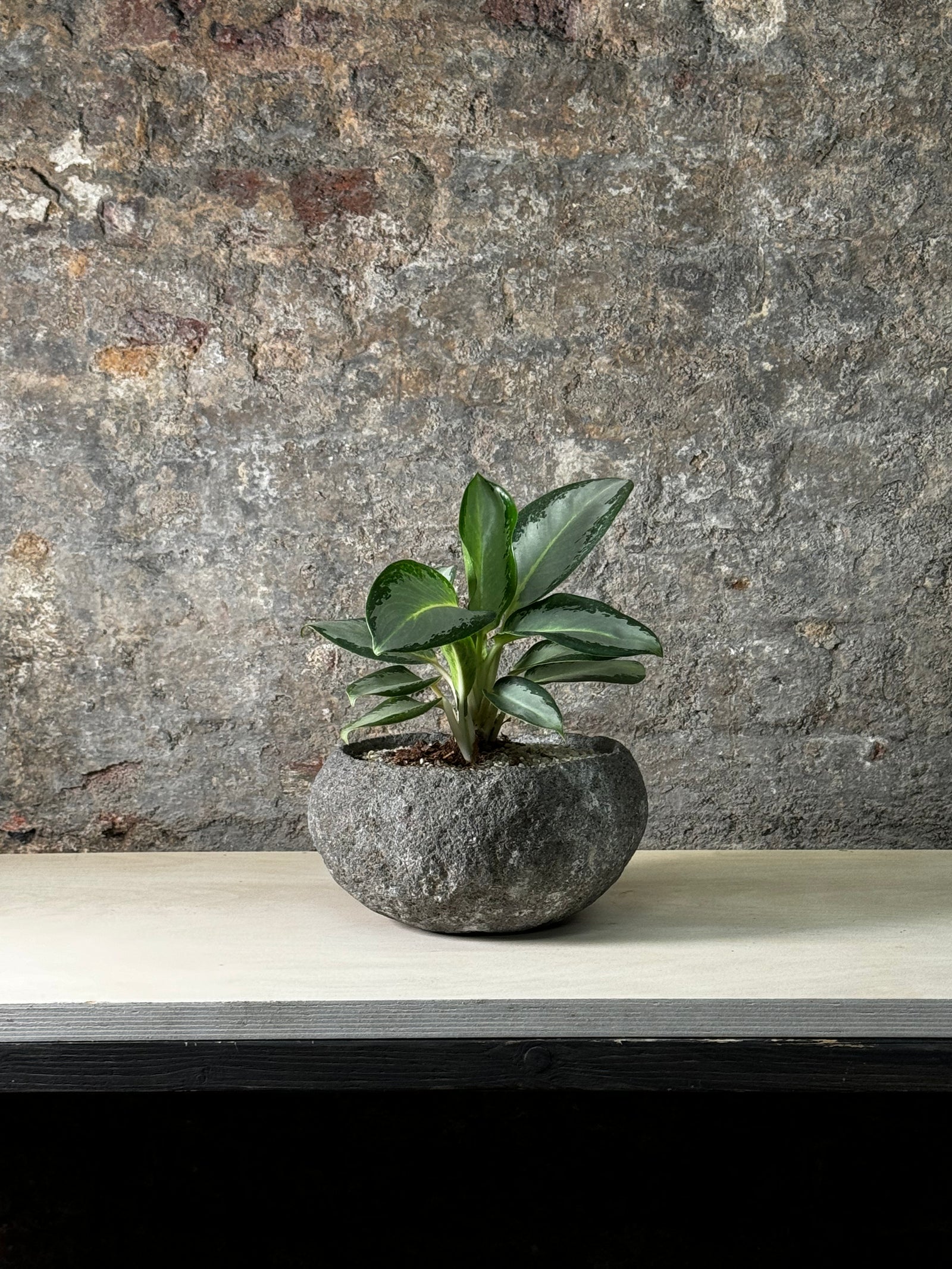 Living Aglaonema planted in a hand-carved Indonesian riverstone
