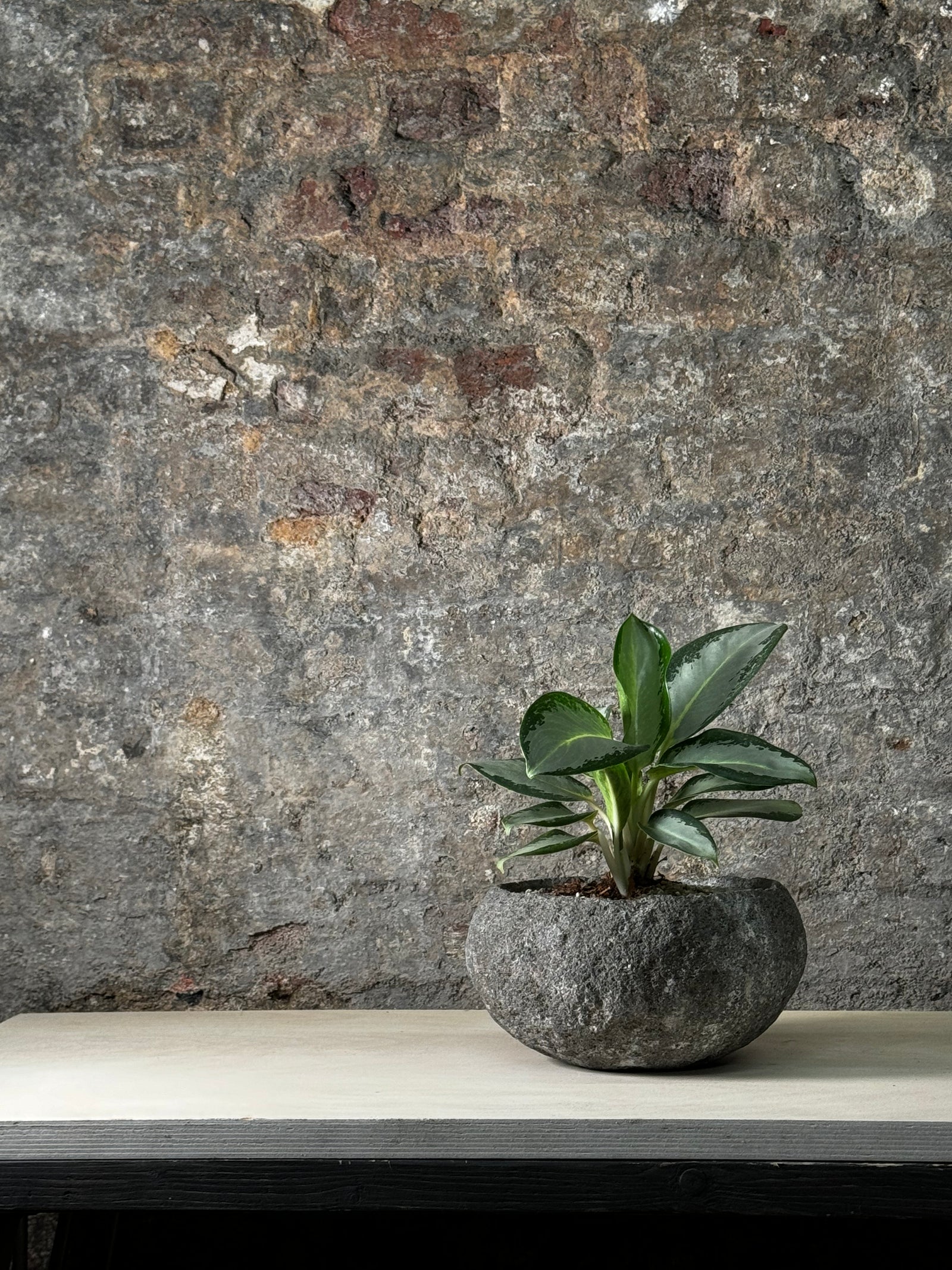 Aglaonema in Indo riverstone planter — side view