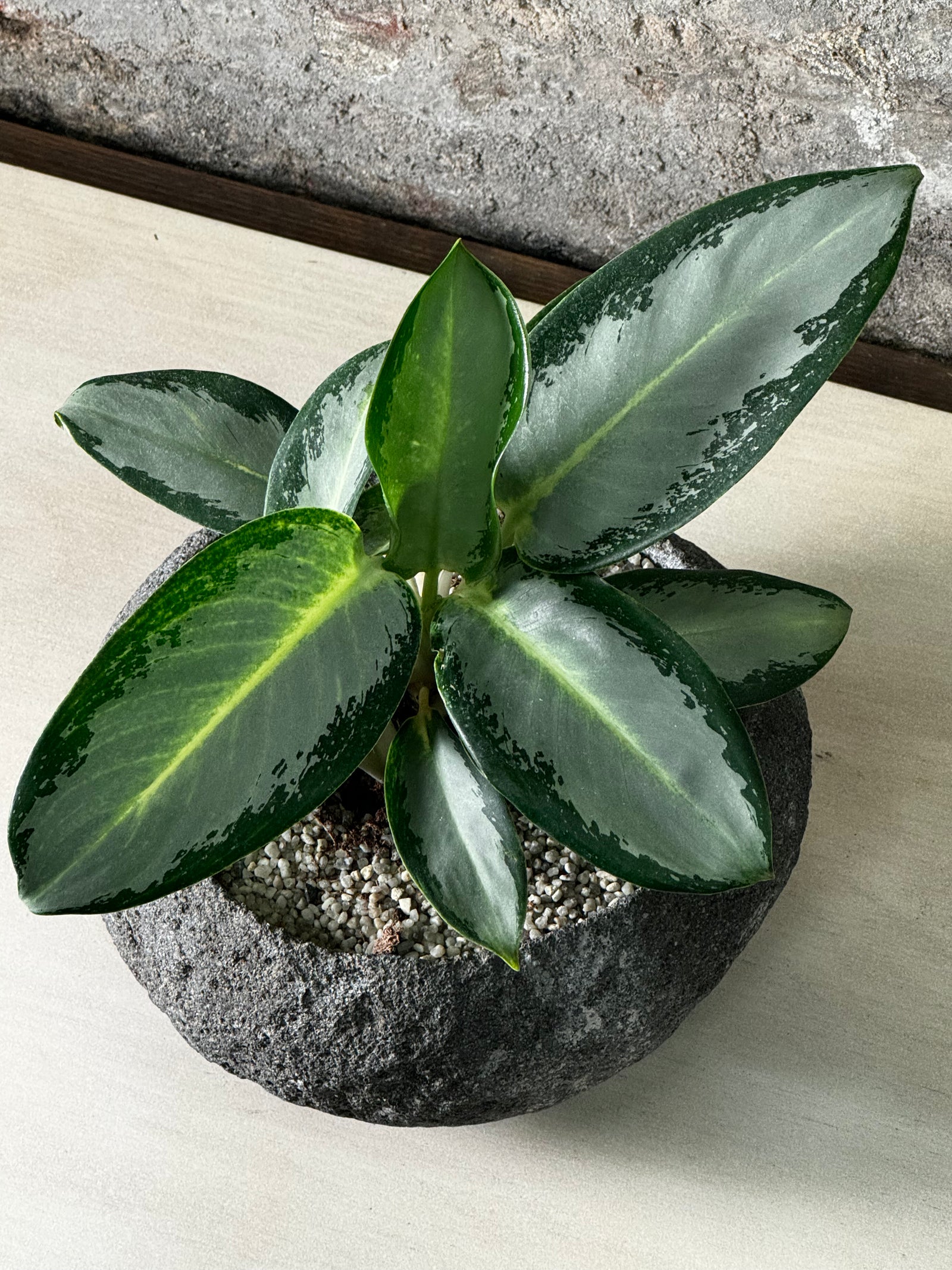 Aglaonema in Indo riverstone planter — foliage detail