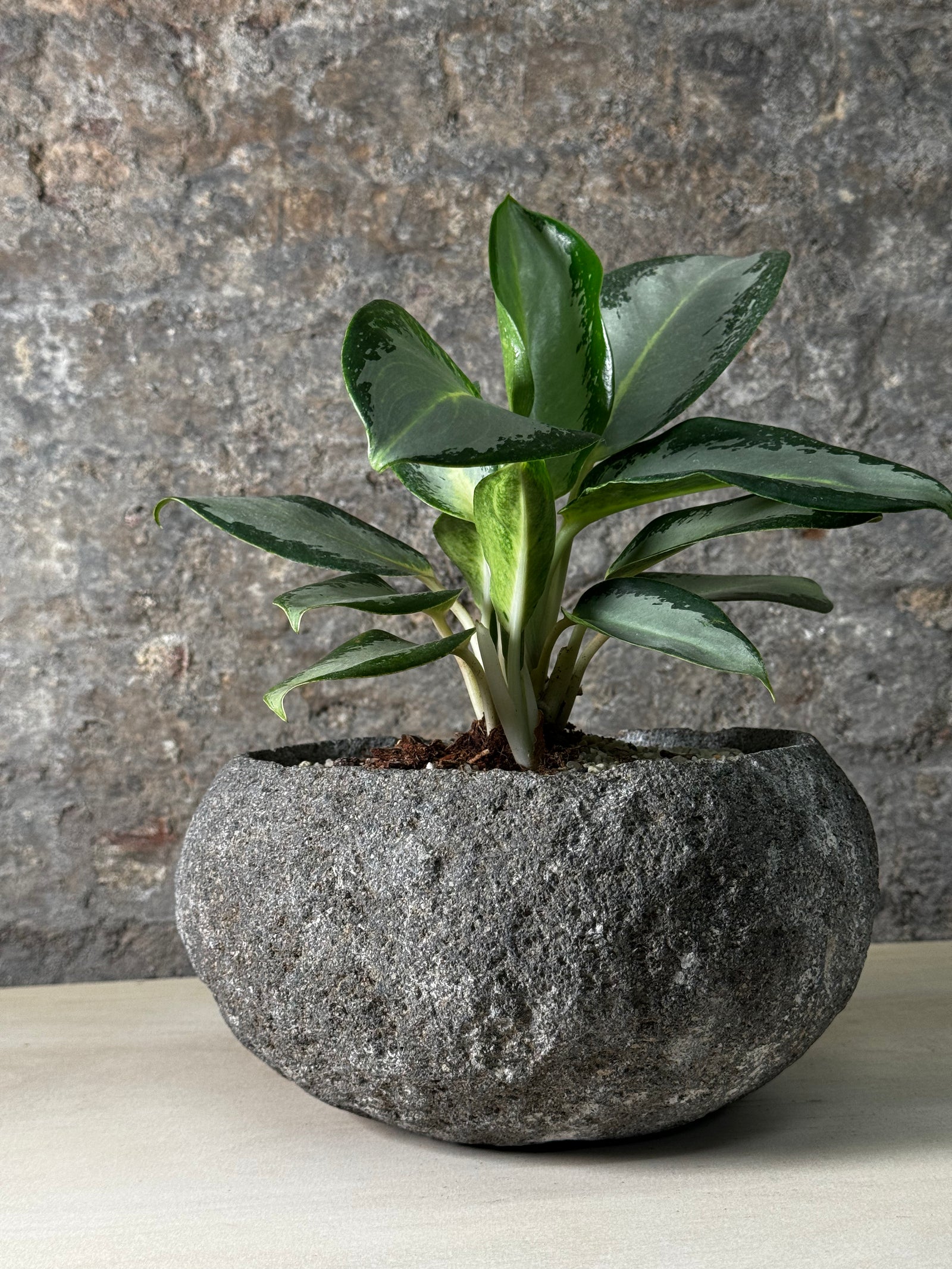 Aglaonema in Indo riverstone planter — another view