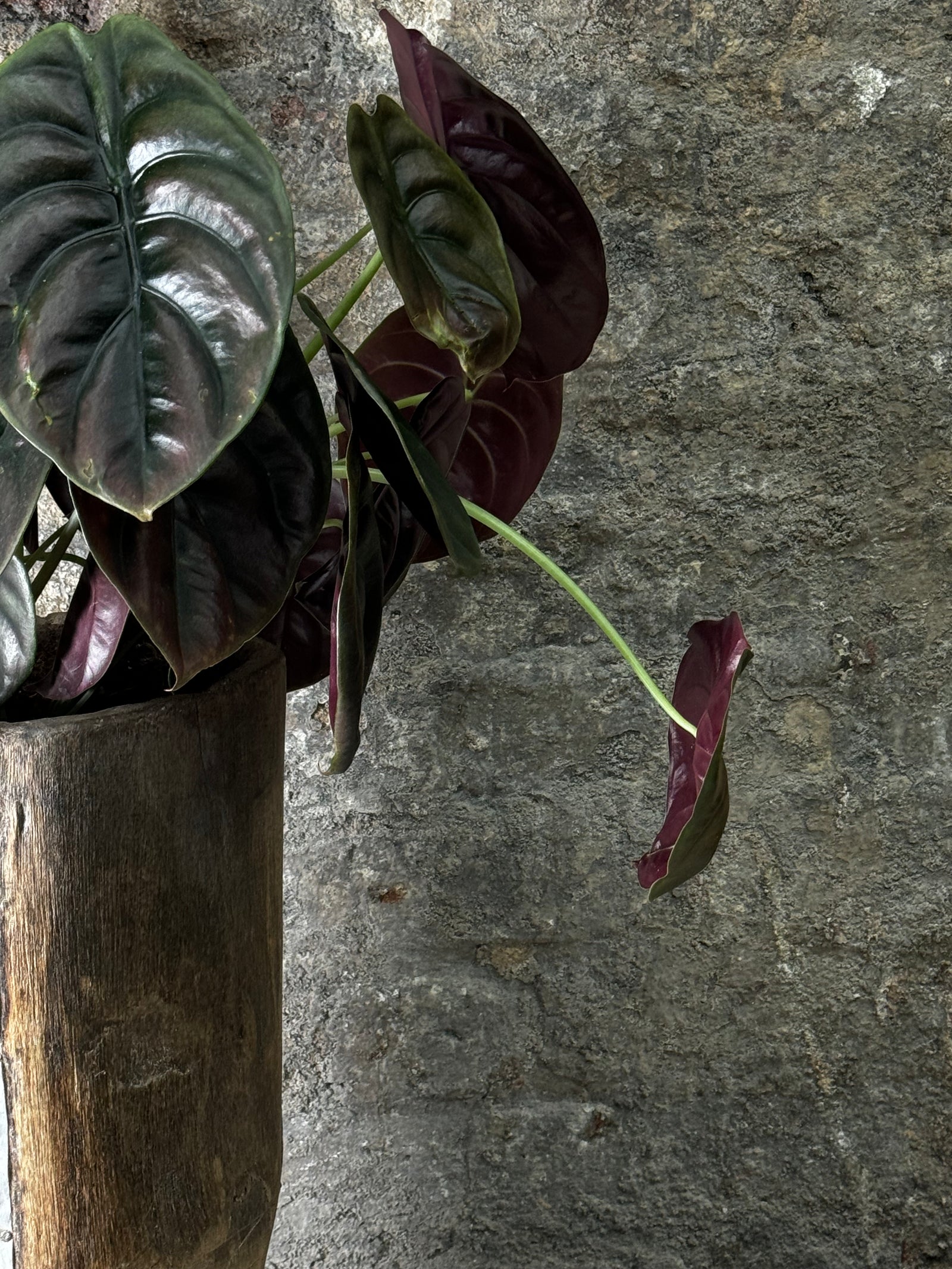 Vintage Tutsi Grain Stomper planted with Philodendron Red Shield FR20