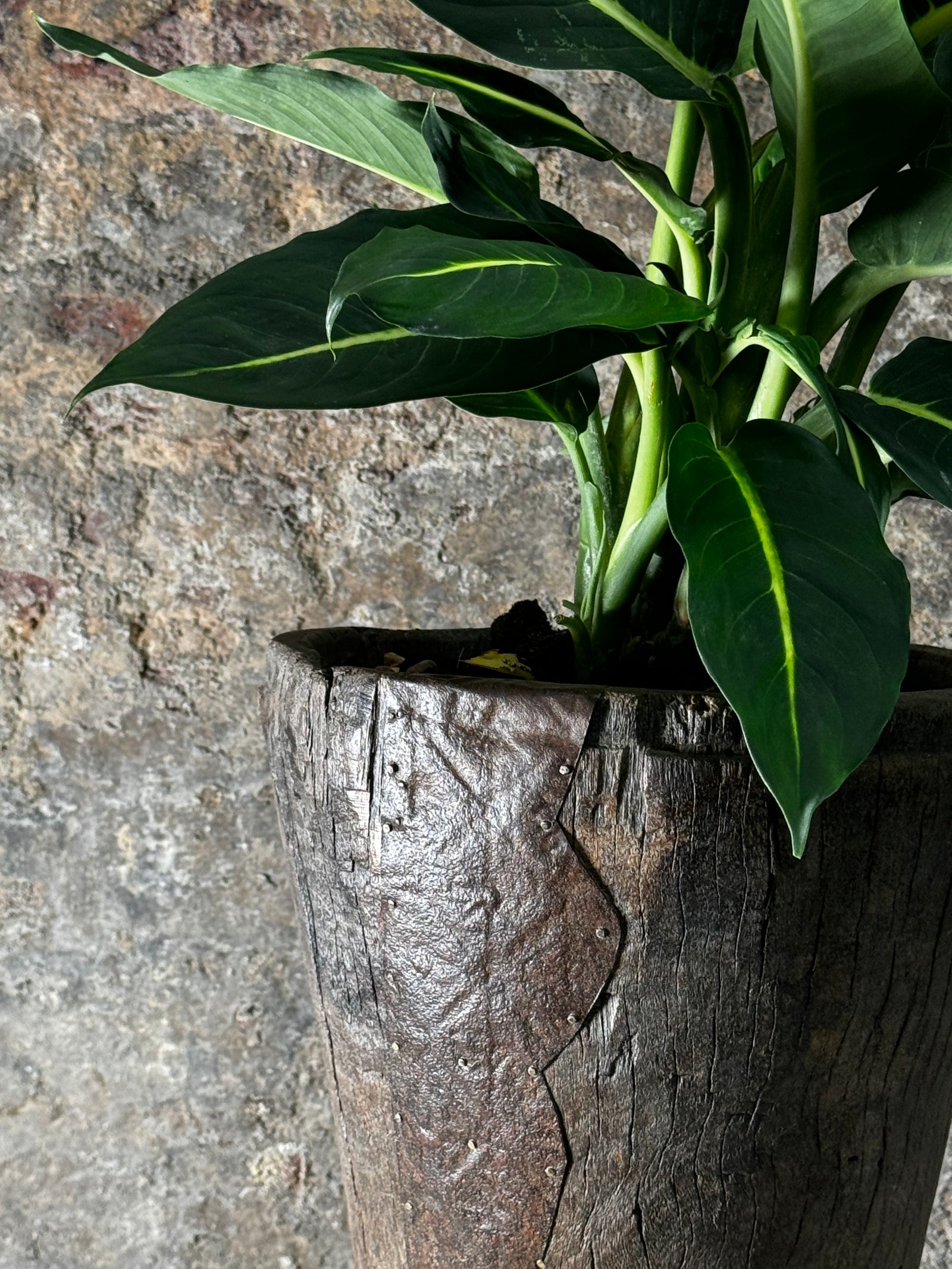 Vintage Grain Stomper planted with Green Magic FR21