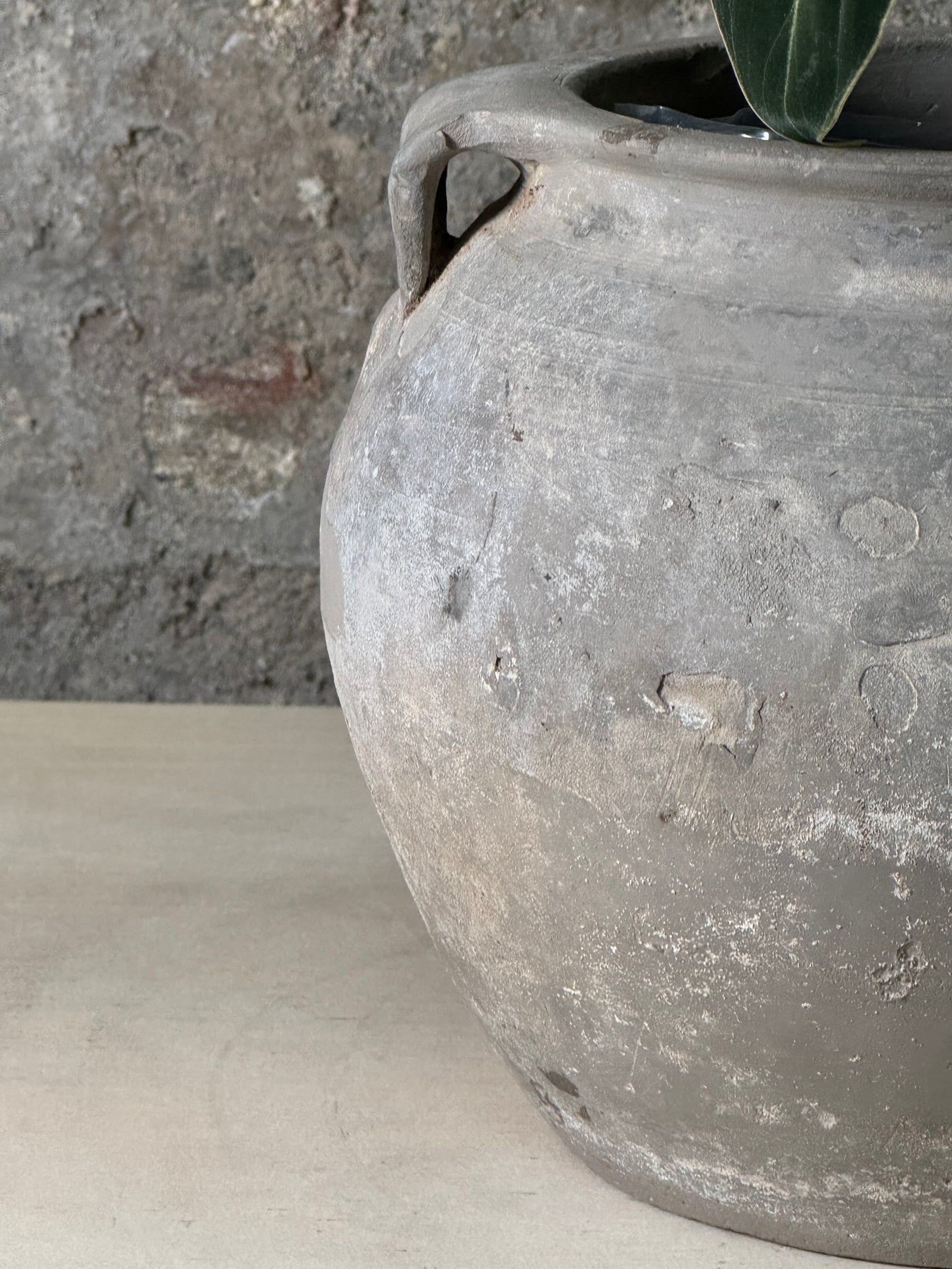 Vintage Pot with Ears planted with Philodendron Velvet FR24