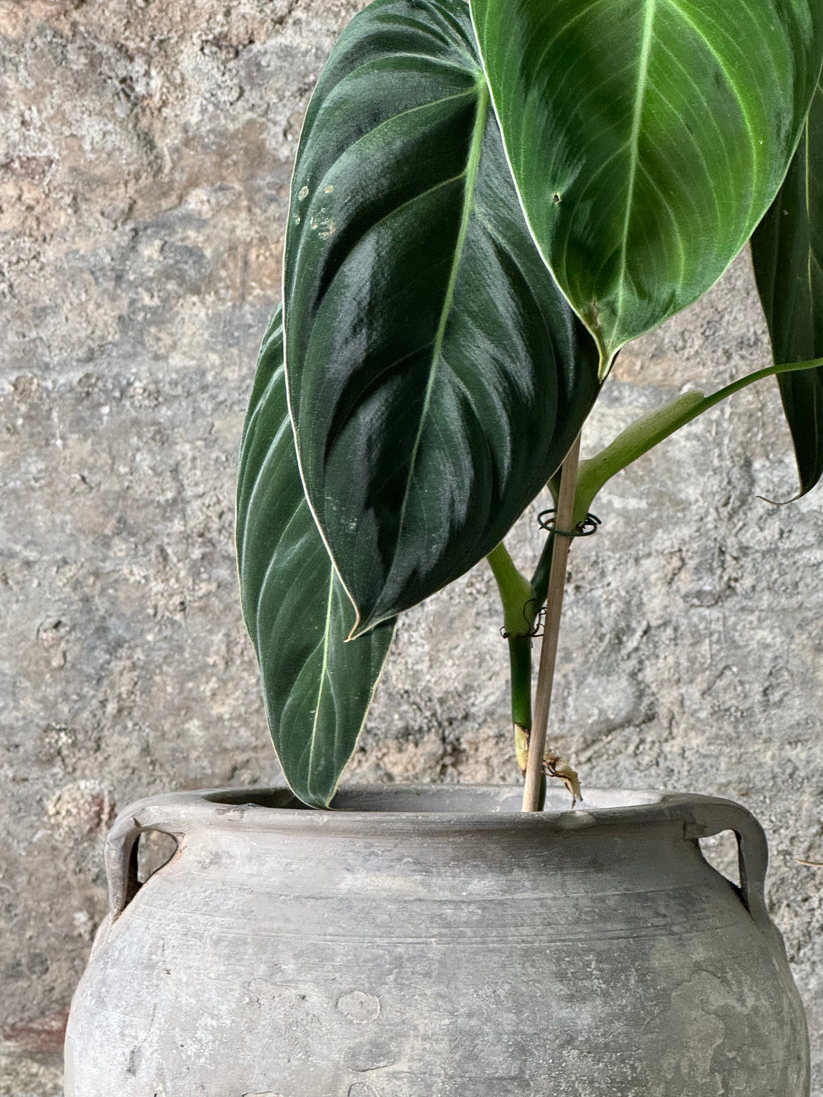 Vintage Pot with Ears planted with Philodendron Velvet FR24