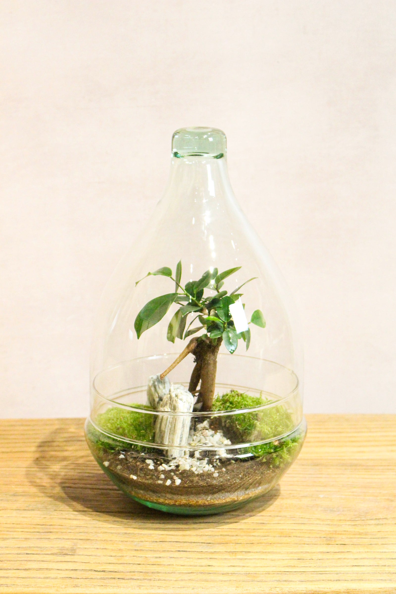 Teardrop Terrarium (Zen)