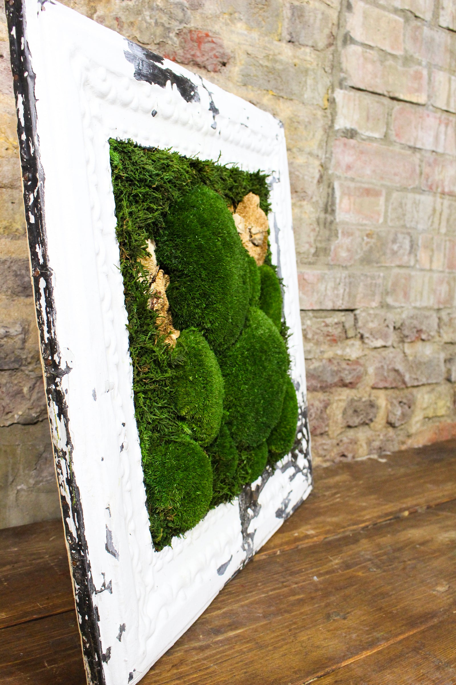 Victorian-framed moss art styled on the wall (FR87) — Botanical Boys