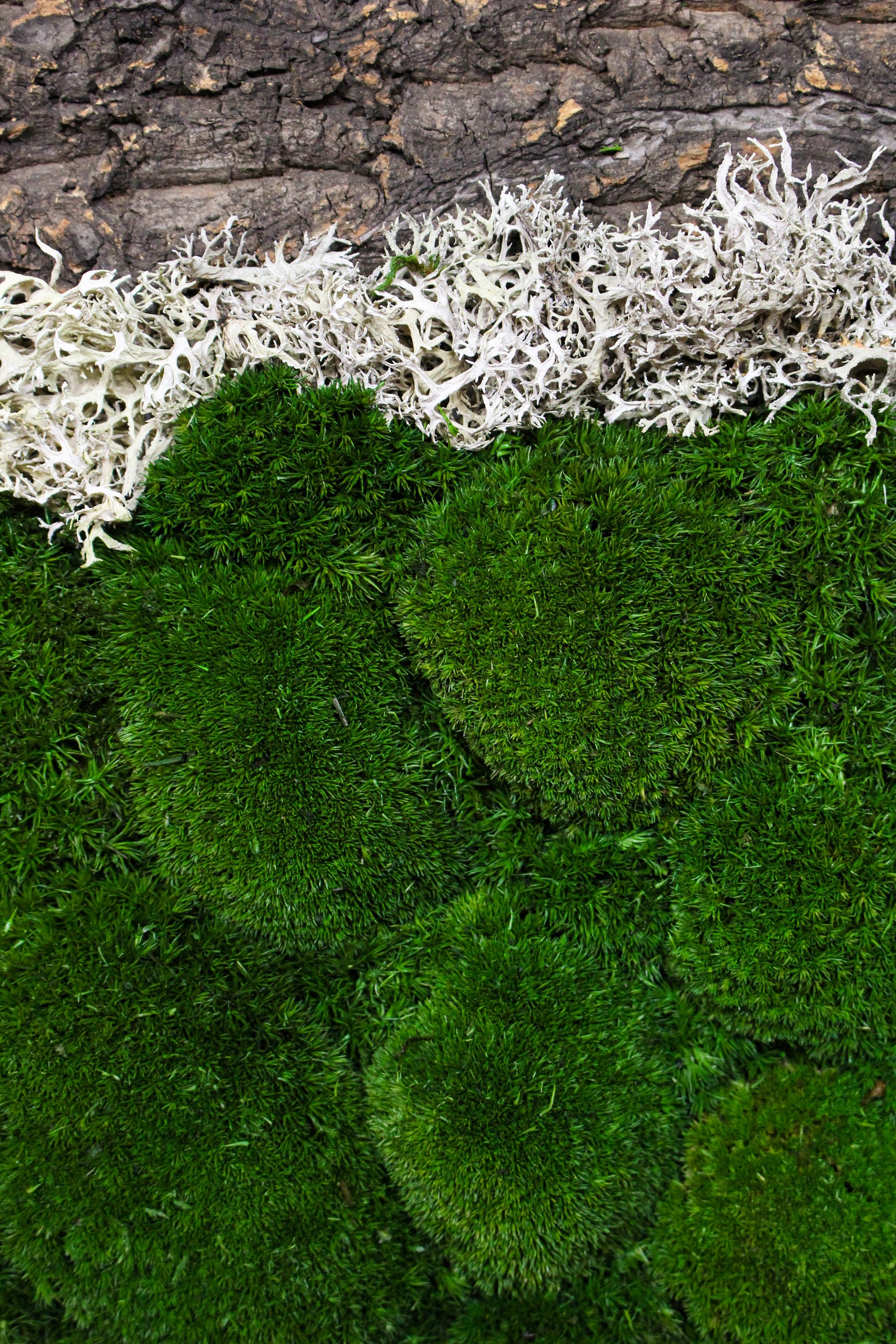 Detail of preserved moss, mushrooms and driftwood texture (FR89) — Botanical Boys