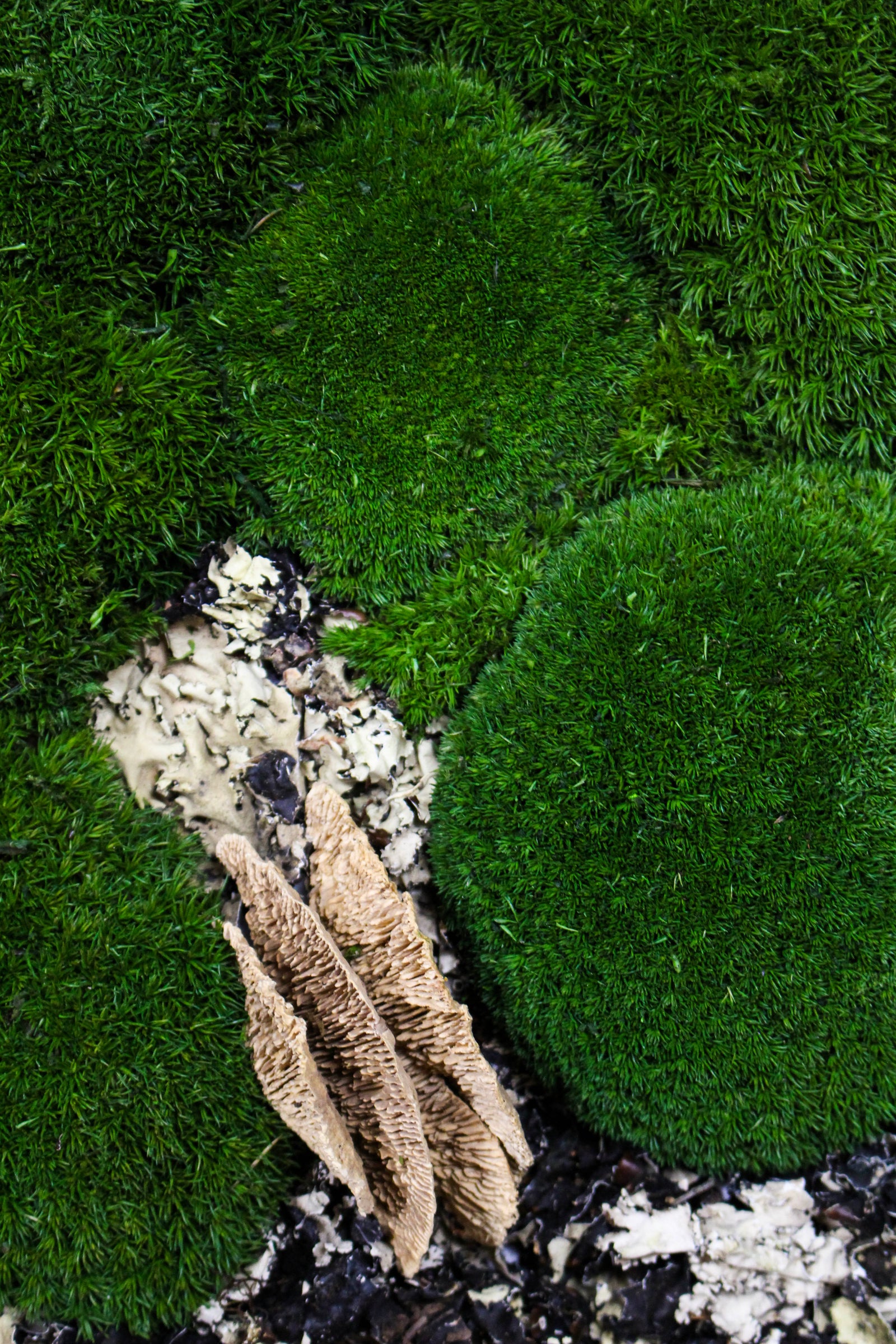 Detail of preserved moss, mushrooms and driftwood texture (FR91) — Botanical Boys