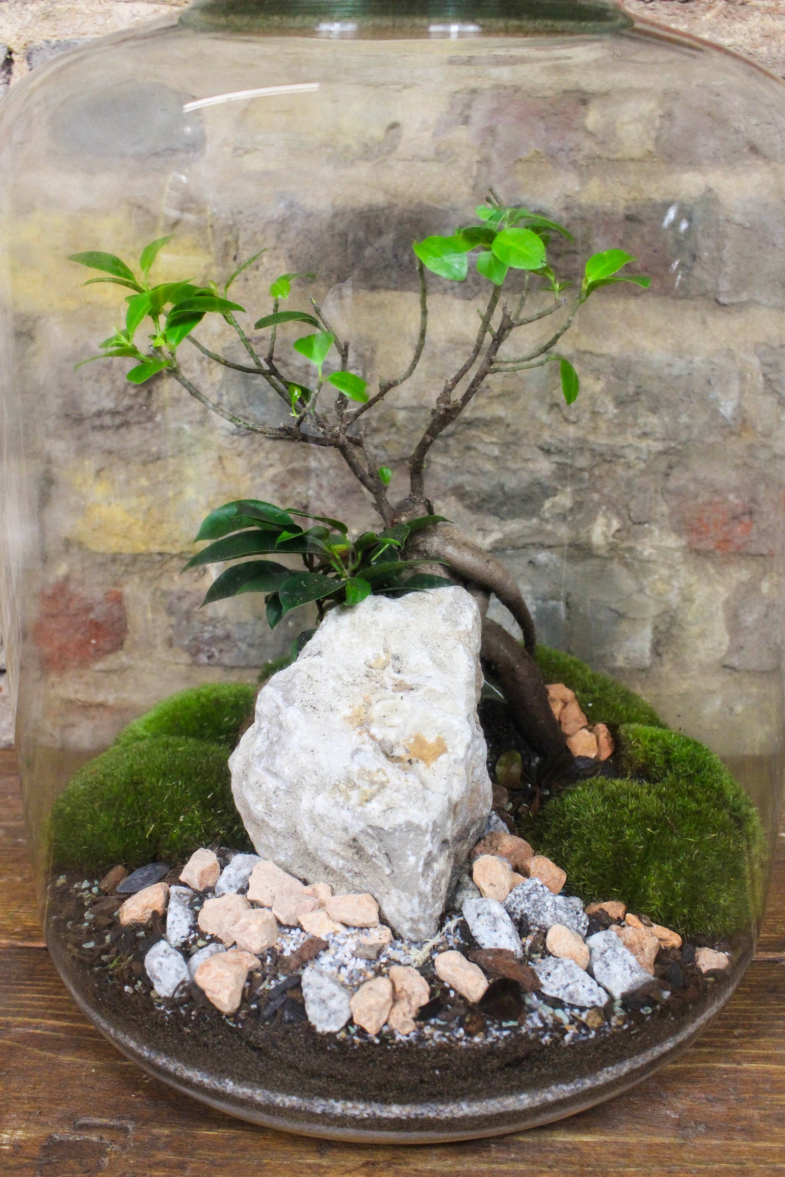 Detail of tropical planting and bun moss inside the Zen terrarium — Botanical Boys