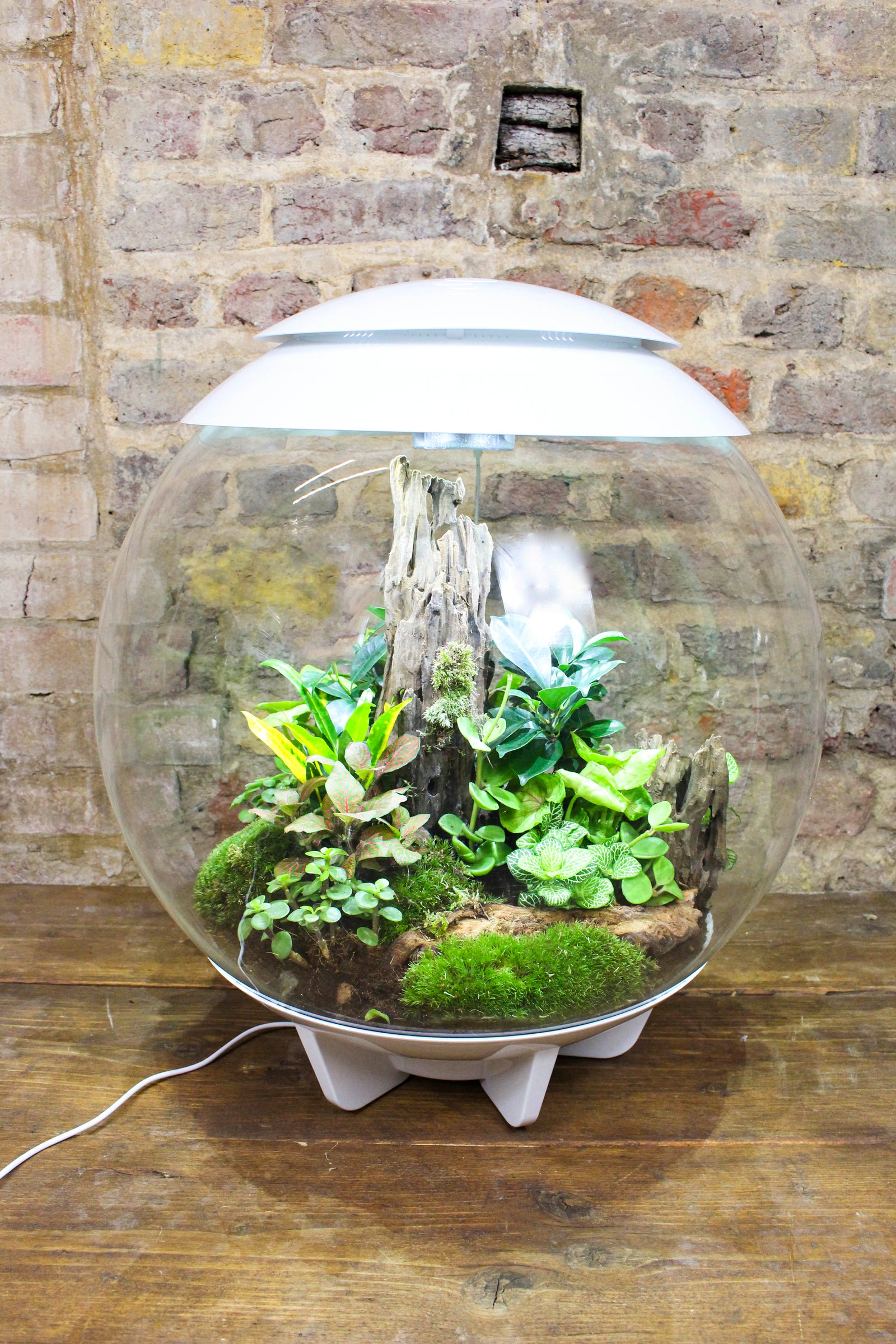 Side view of the bioOrb globe terrarium on its base — Botanical Boys