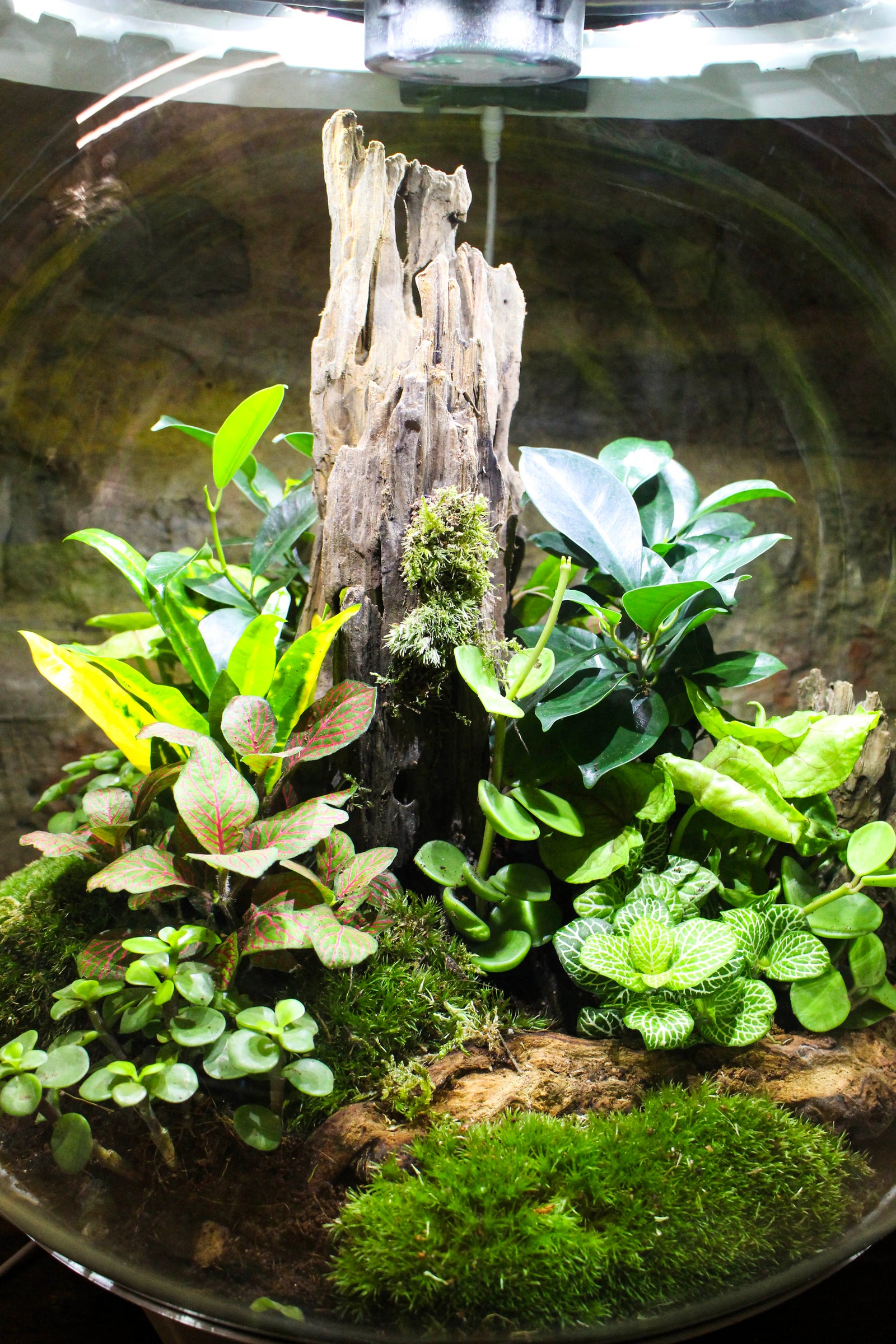 Close-up of LED-lit foliage inside the bioOrb terrarium — Botanical Boys