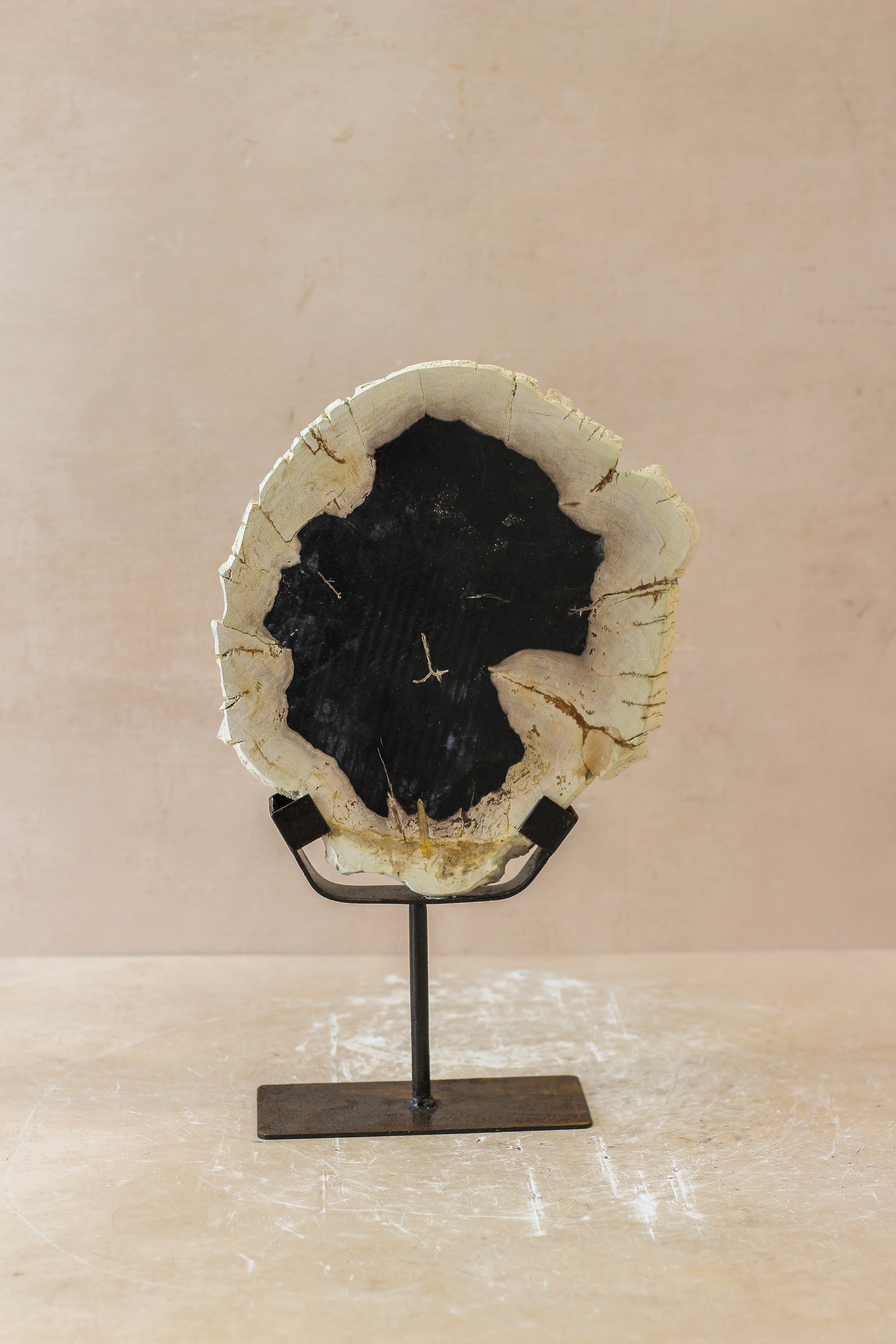 Petrified Wood Display - No 1