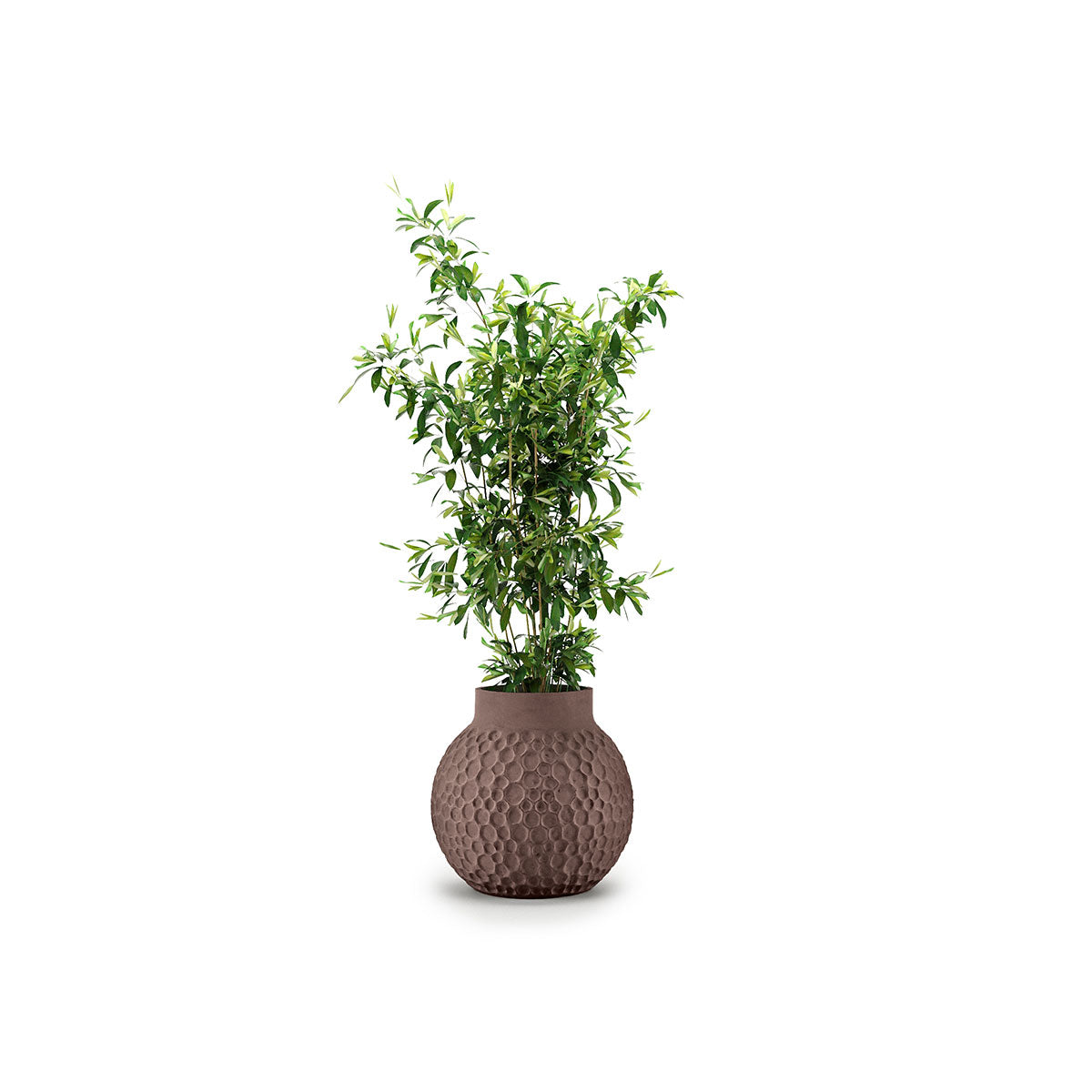 Stellar Planter