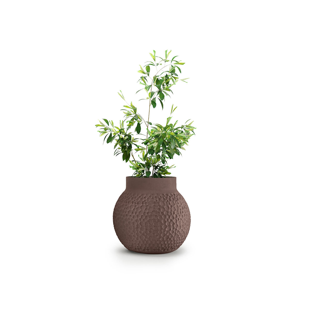 Stellar Planter