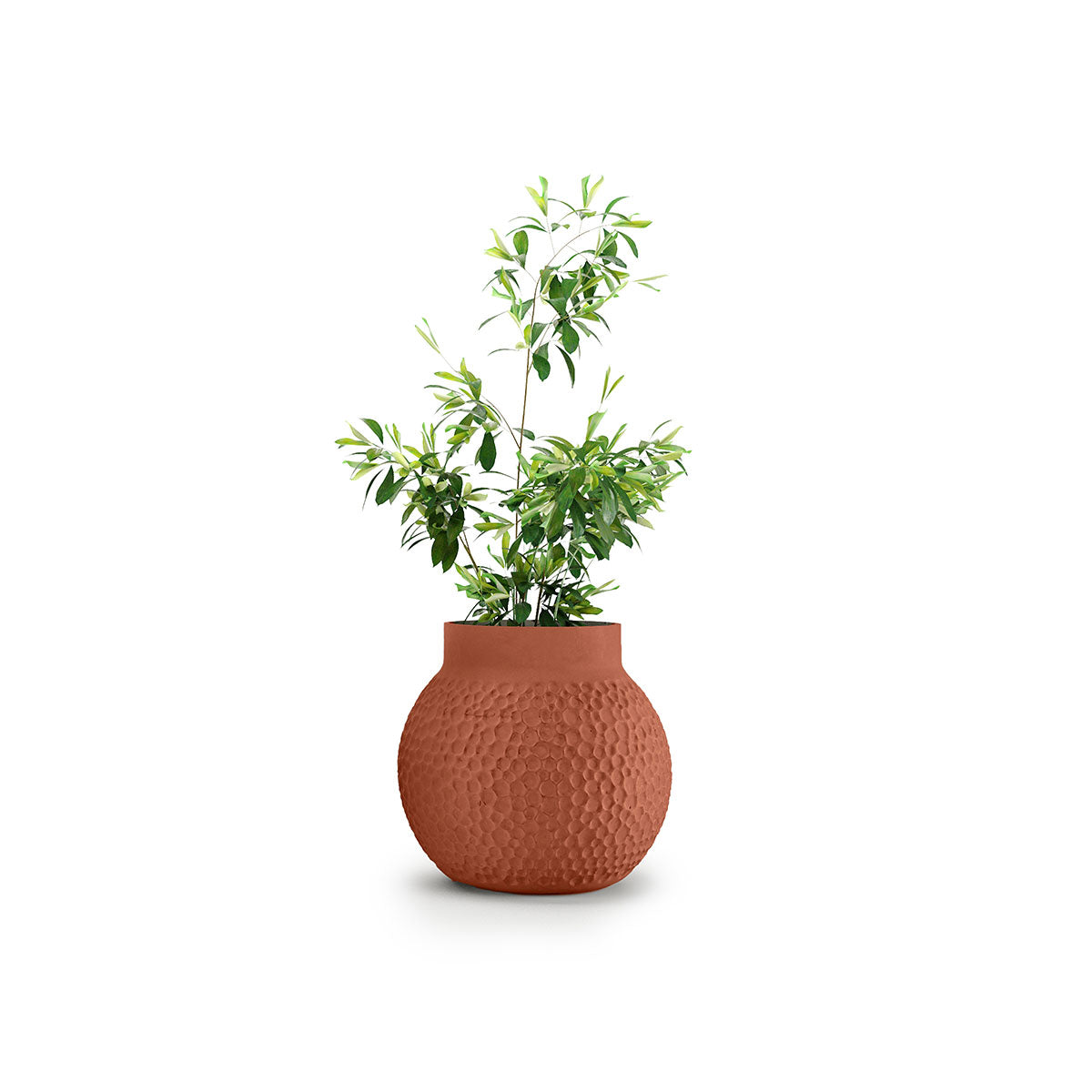 Stellar Planter