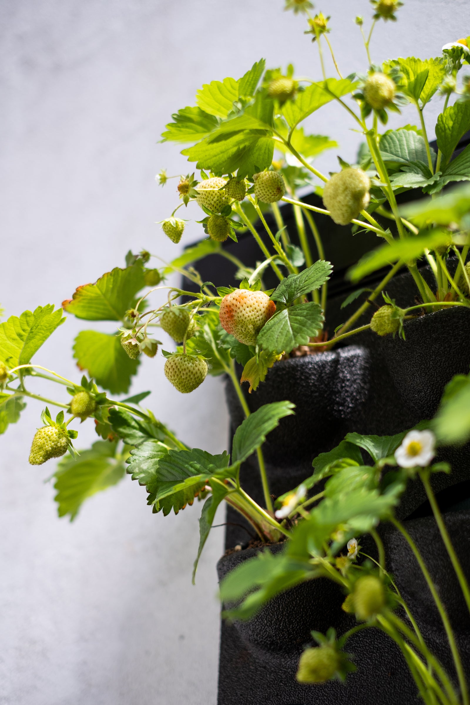 LivePanel Outdoor Living Wall