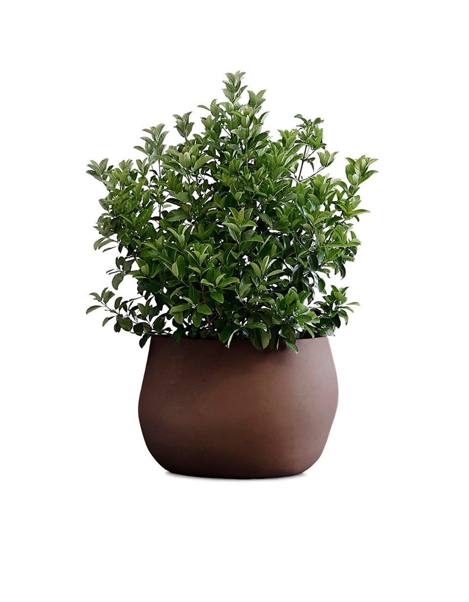 Pebble Planter Stone