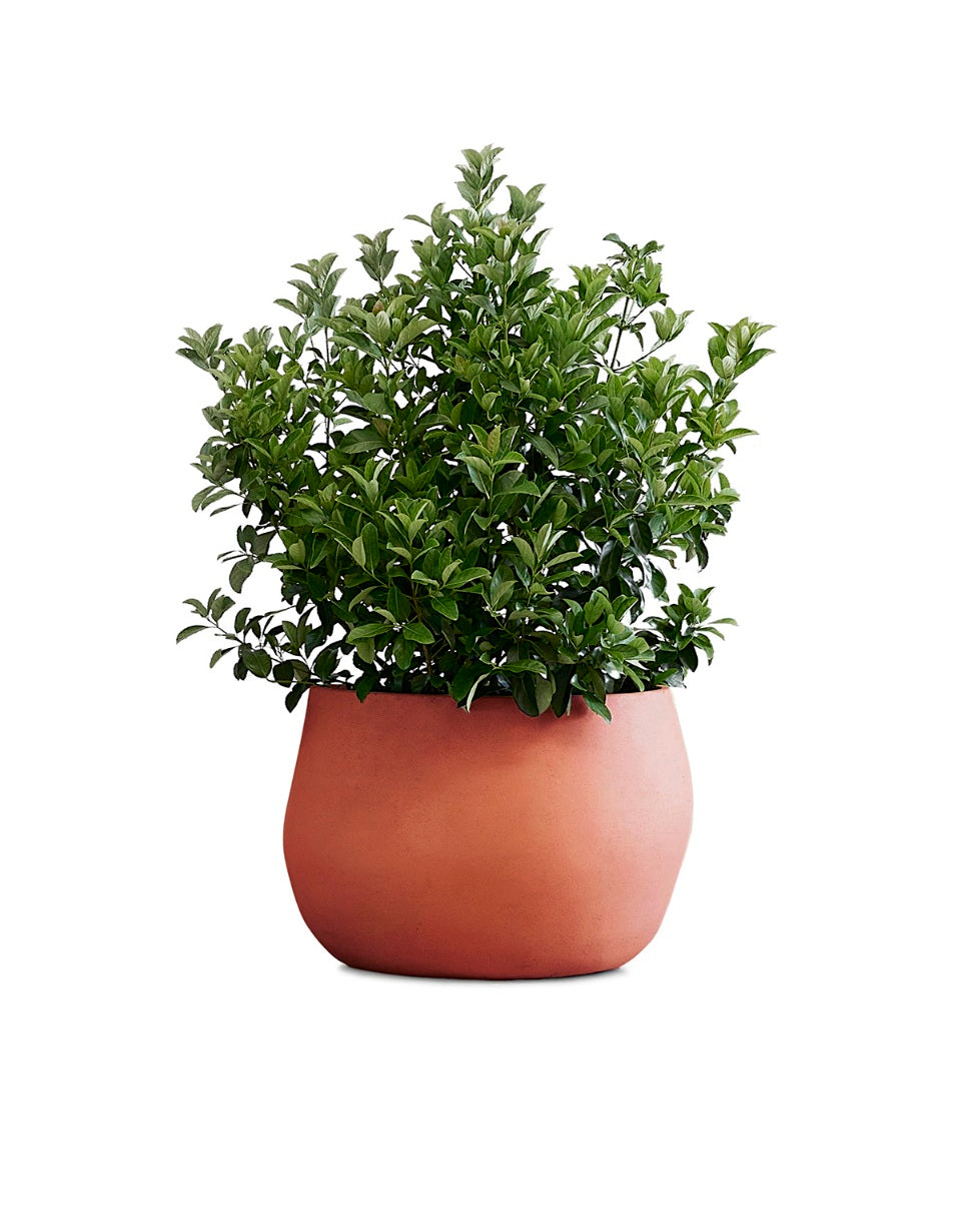 Pebble Planter Stone