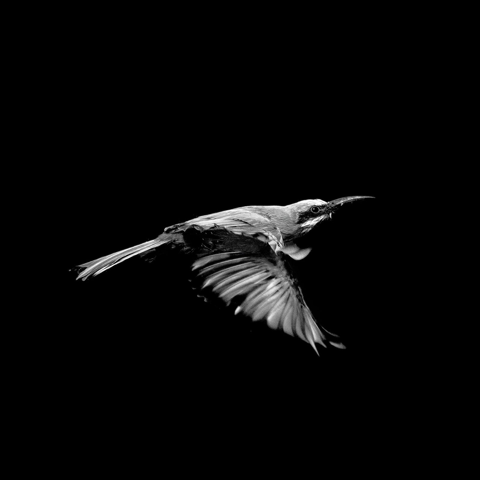 Bee-eater in flight, black and white, by Wim van den Heever