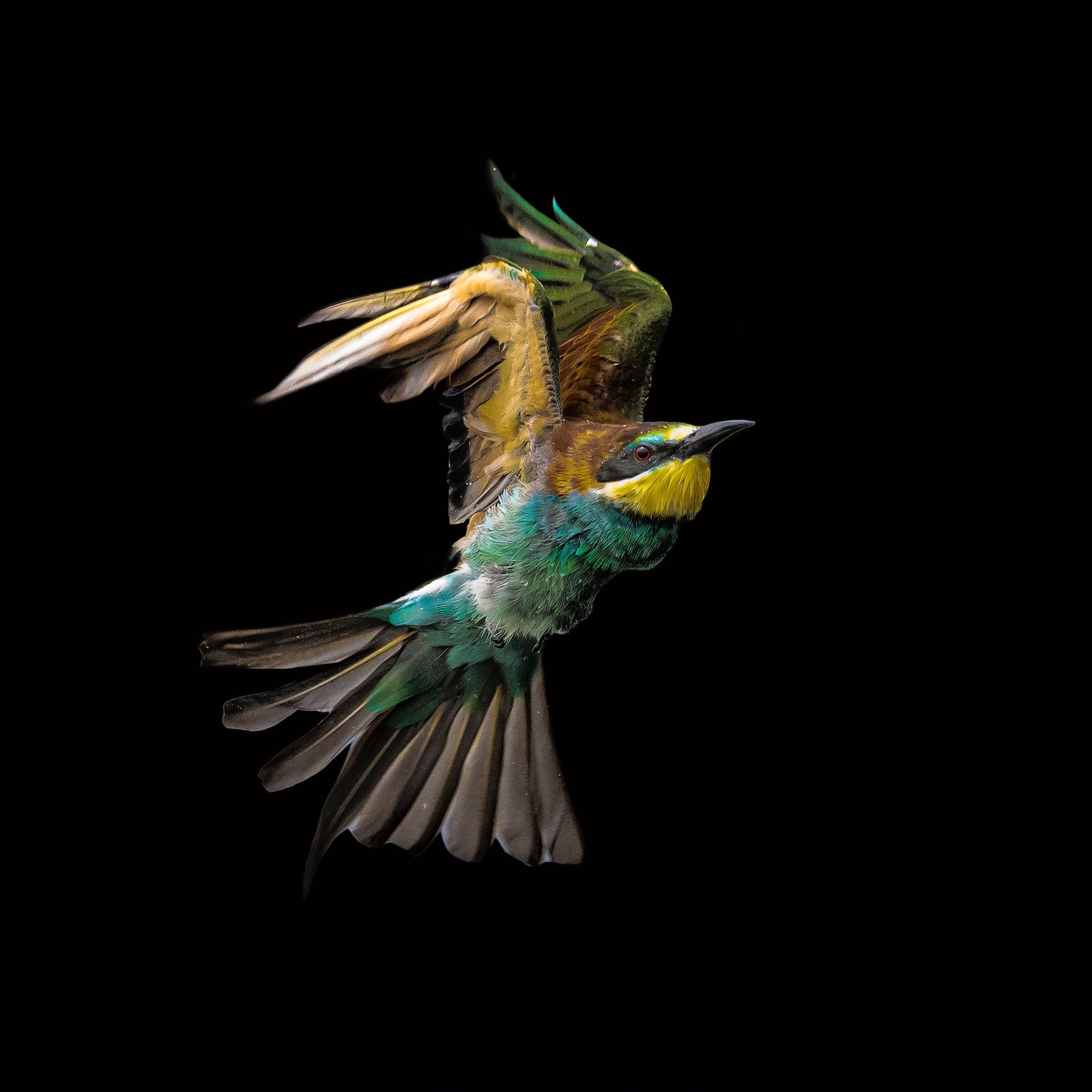 Bee-eater in flight by Wim van den Heever