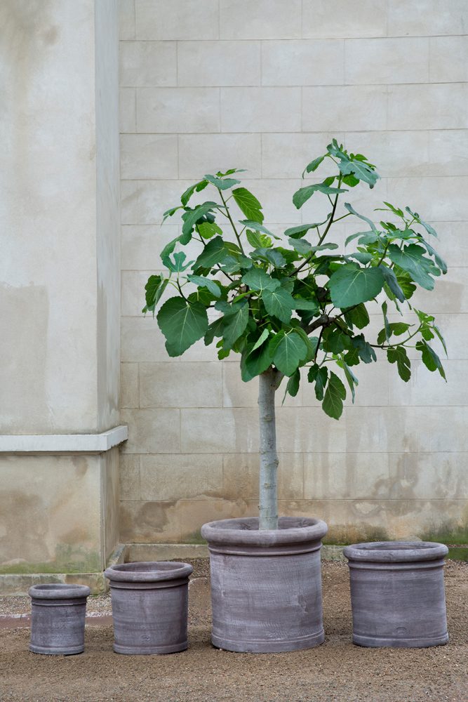 Cilantro Terracotta Pots