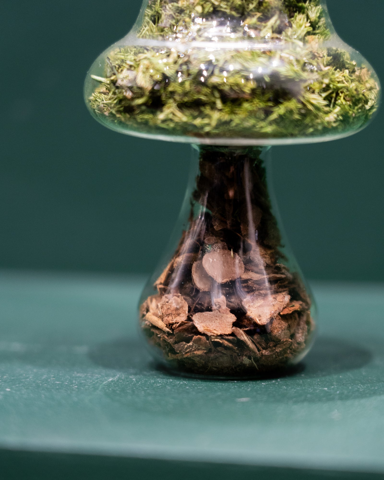 Moss Mushroom - Tall - Bark