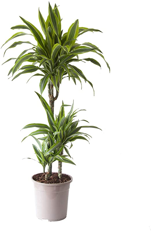 Dracaena