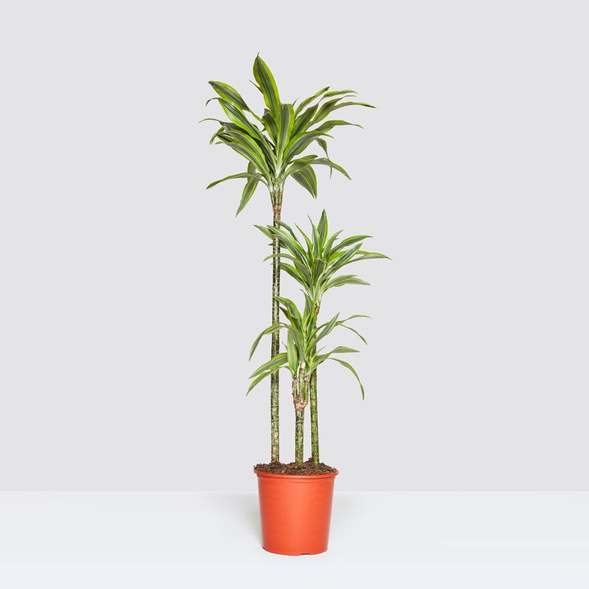 Dracaena