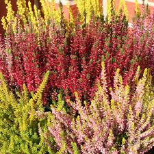 Heather
