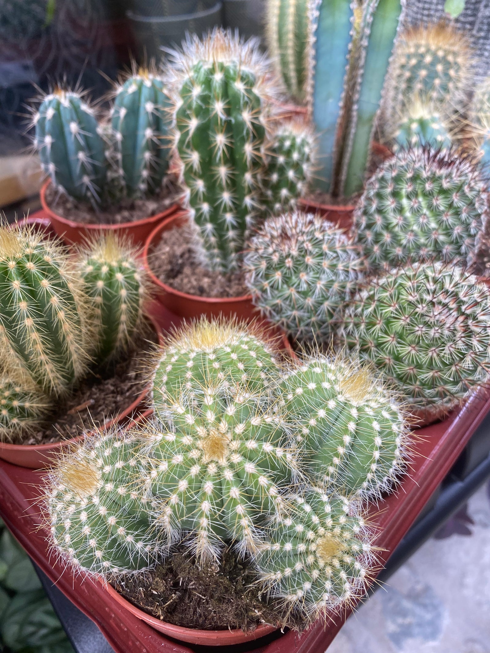 Cactus