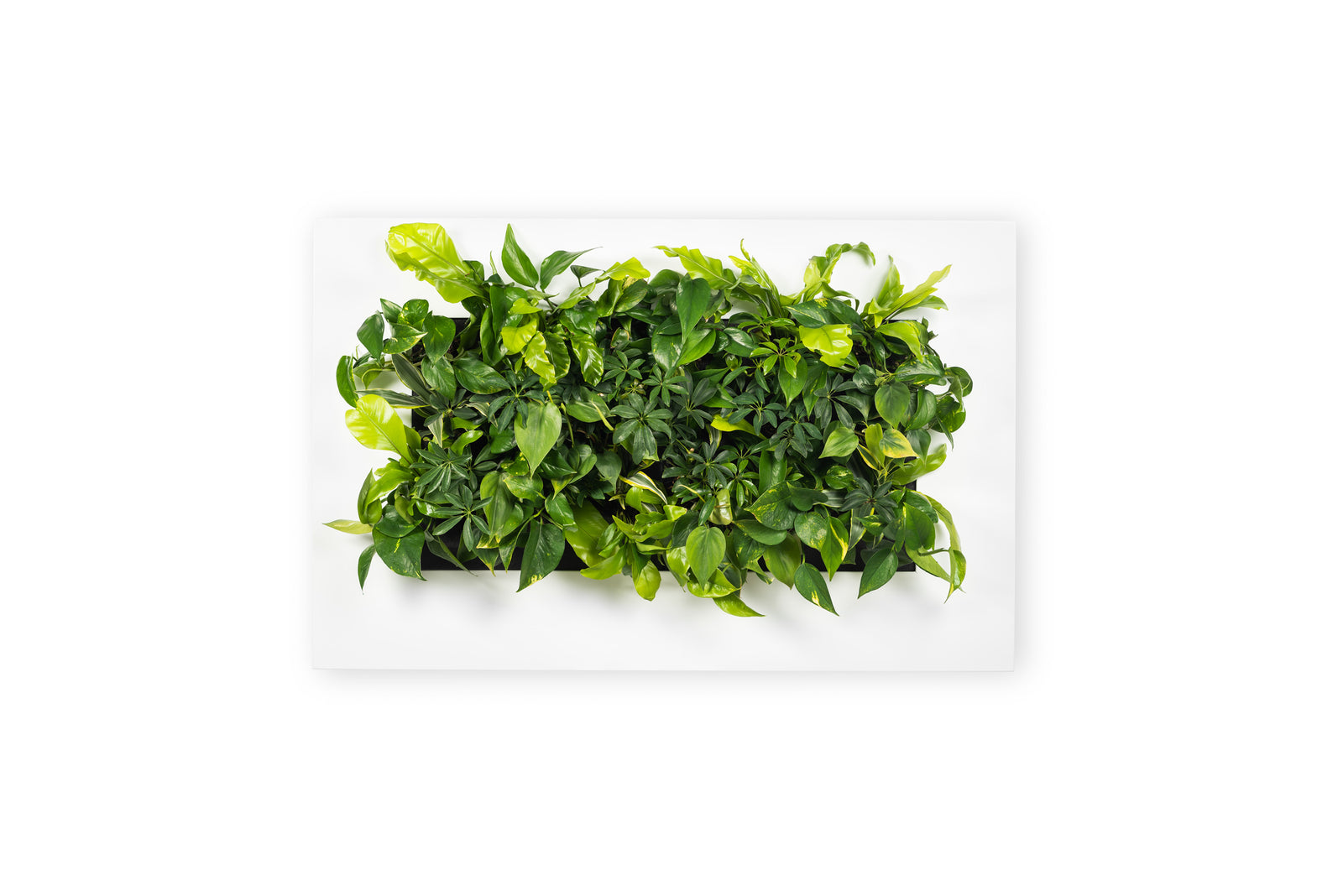 LIVE PICTURE - Living wall frame - 112cm - White