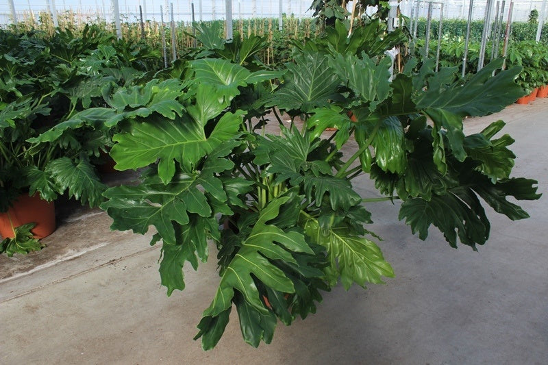 Philodendron bipinnatifidum - 160cmH x 50cmD Large