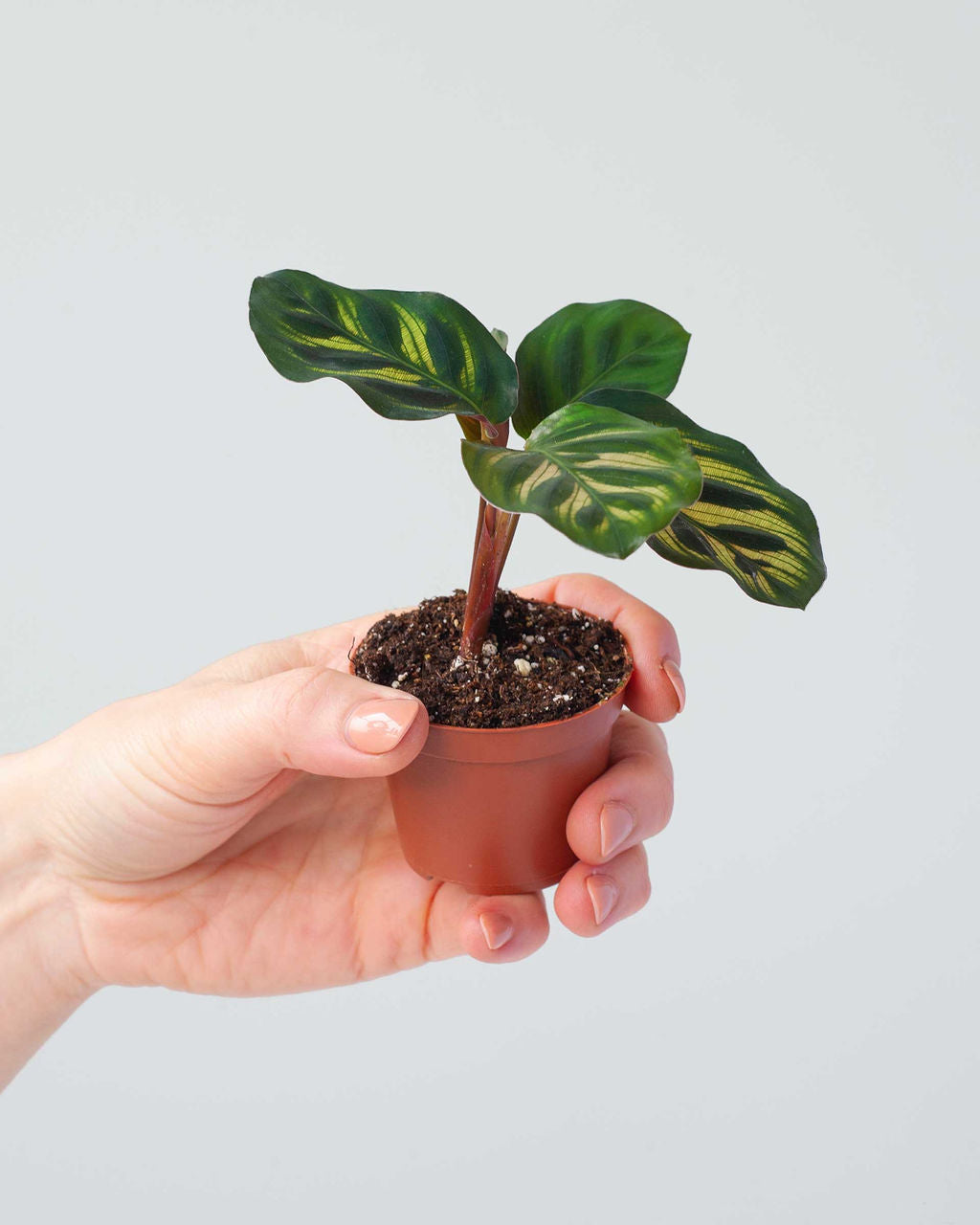 Calathea Tots - small variety