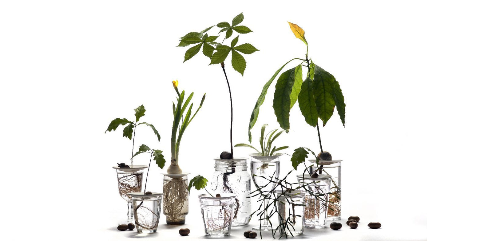 Germination & Propagation Gift Set