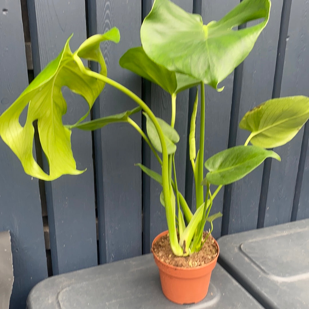 Monstera - 14cm