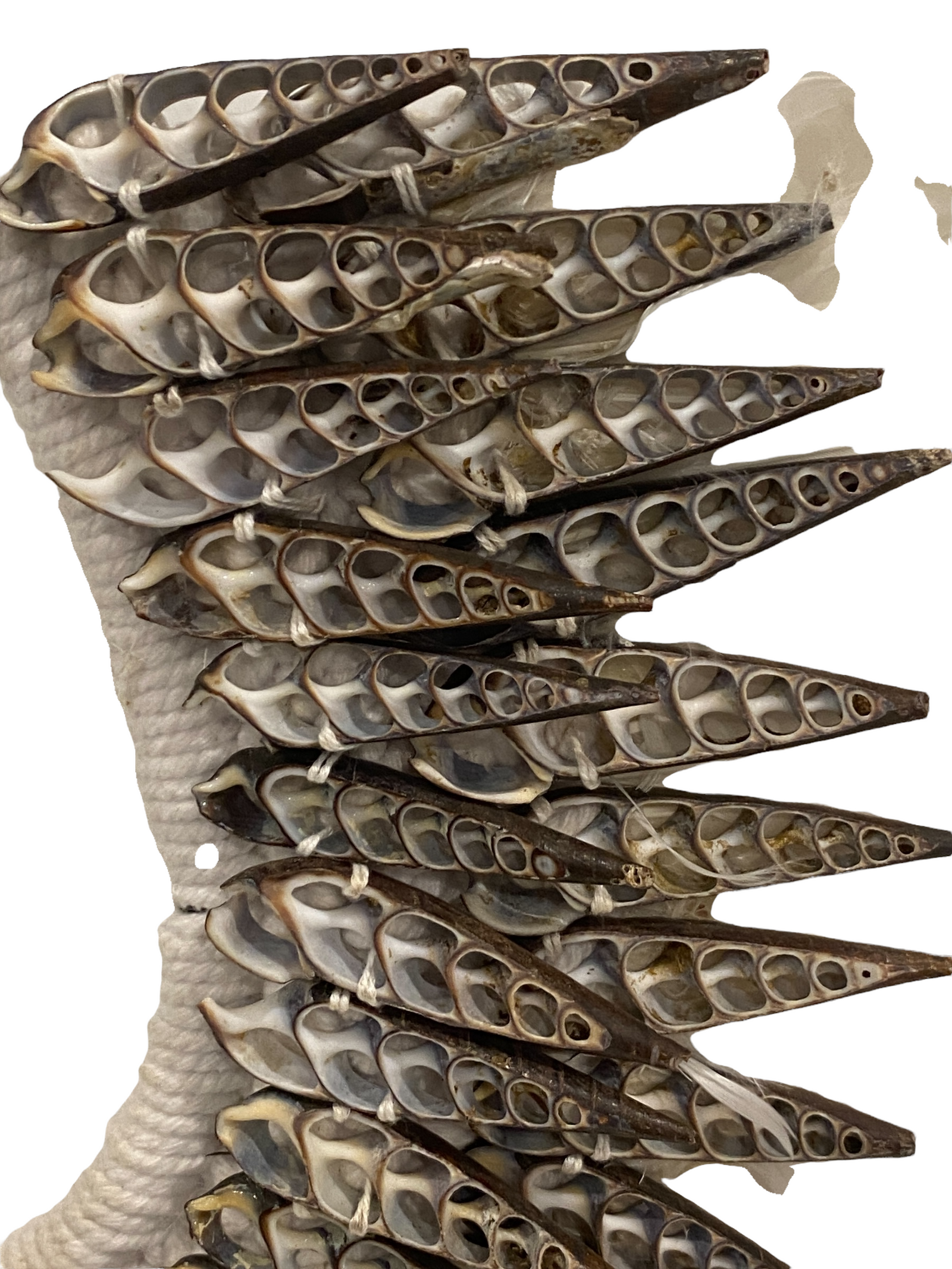 Handmade Feather & Shell necklace (2204)