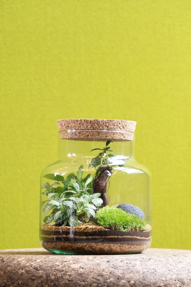 Cork jar terrarium kit with layered moss, stones and plants in a recycled-glass jar with natural cork lid