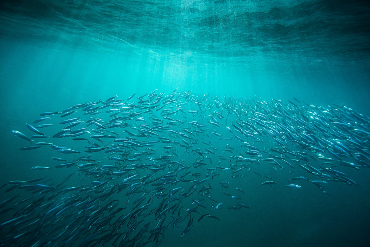 Sardine shoal by Wim van den Heever